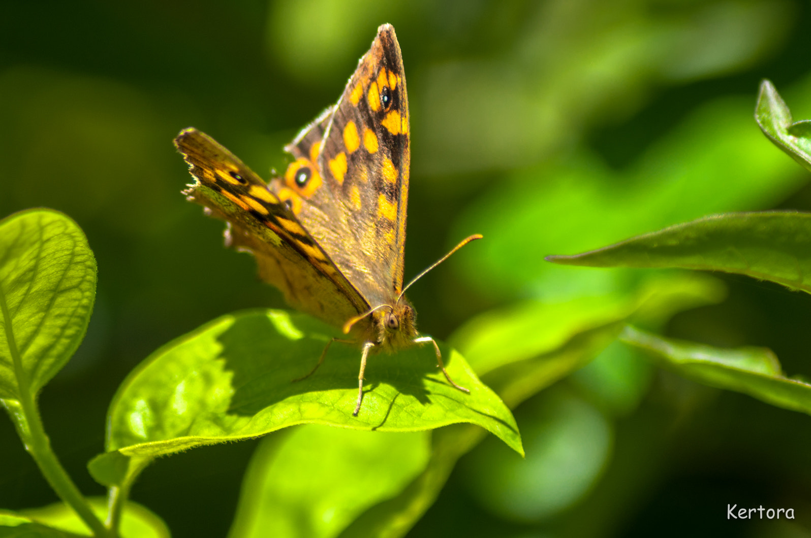 Nikon D5000 sample photo. 29884570192.jpg photography