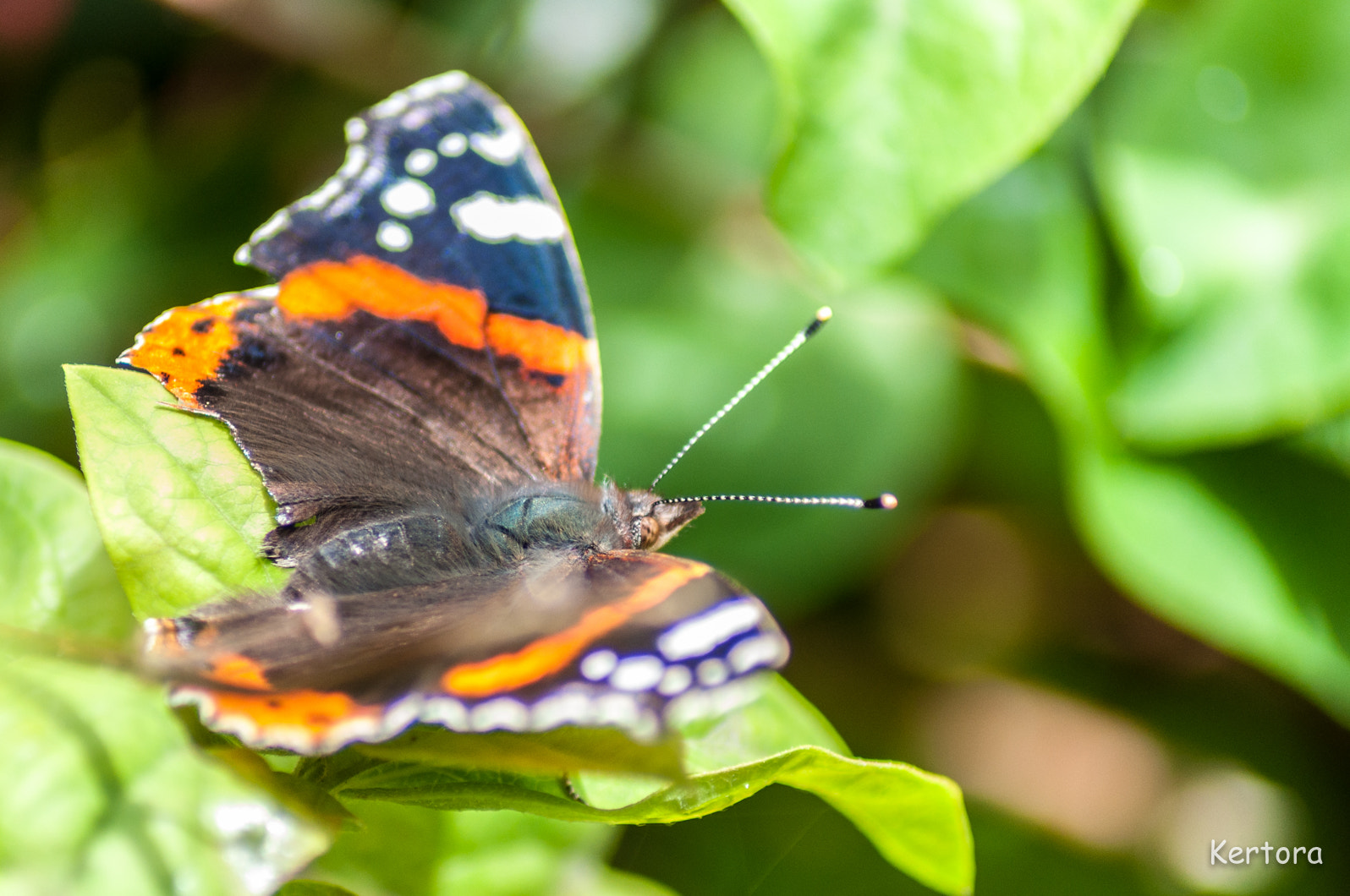 Nikon D5000 sample photo. 29998072675.jpg photography