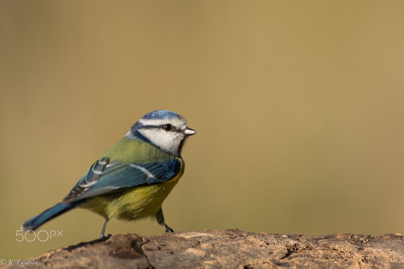 Nikon D7100 + Nikon AF-S Nikkor 300mm F2.8G ED-IF VR sample photo. Lady blue photography