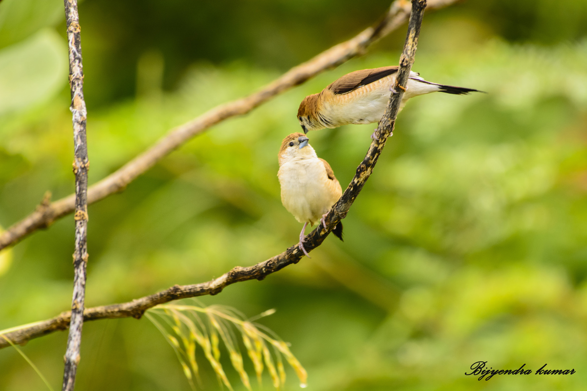 Nikon AF-S Nikkor 200-500mm F5.6E ED VR sample photo. The conversation photography