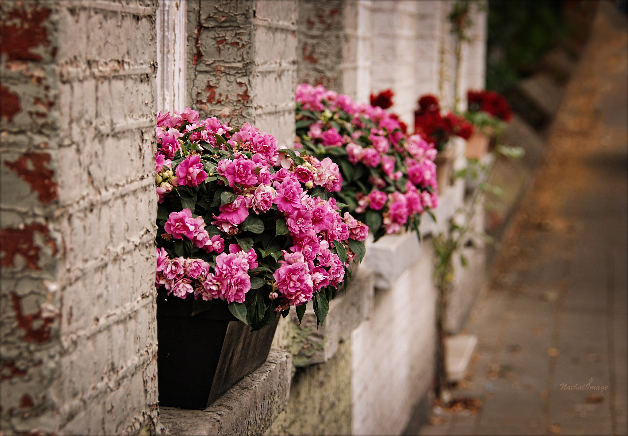 Nikon D80 sample photo. Streets of flanders photography