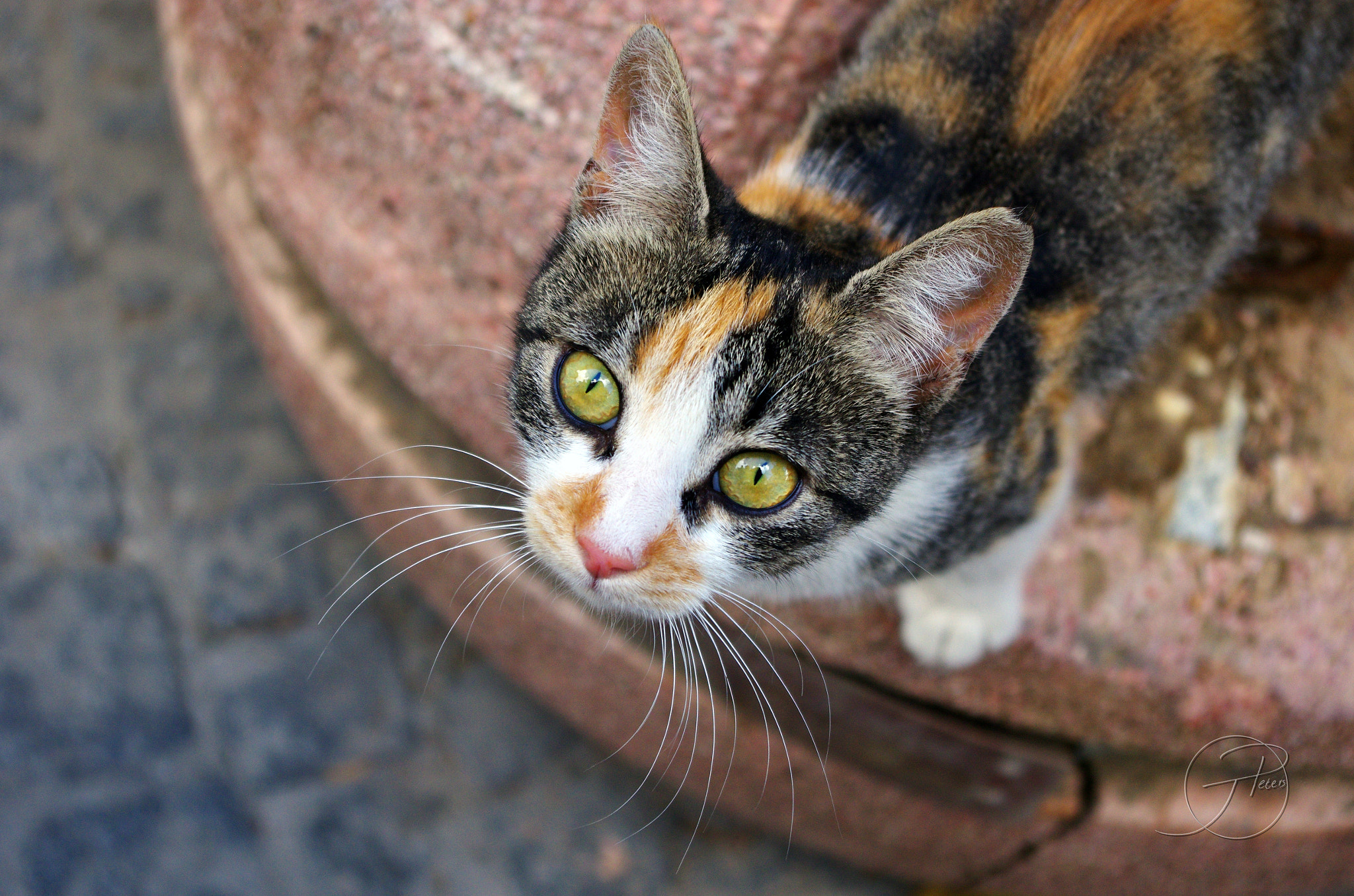 Pentax smc DA 18-55mm F3.5-5.6 AL WR sample photo. Eyes of emerald green photography