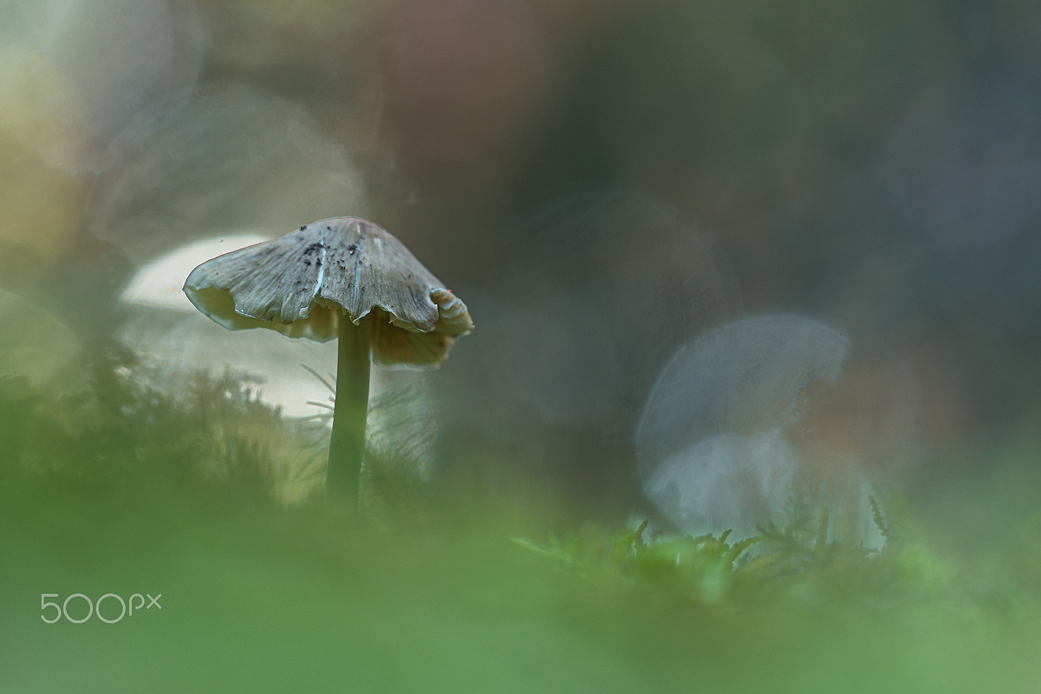 Nikon D500 + Sigma 150mm F2.8 EX DG Macro HSM sample photo. Mycena photography