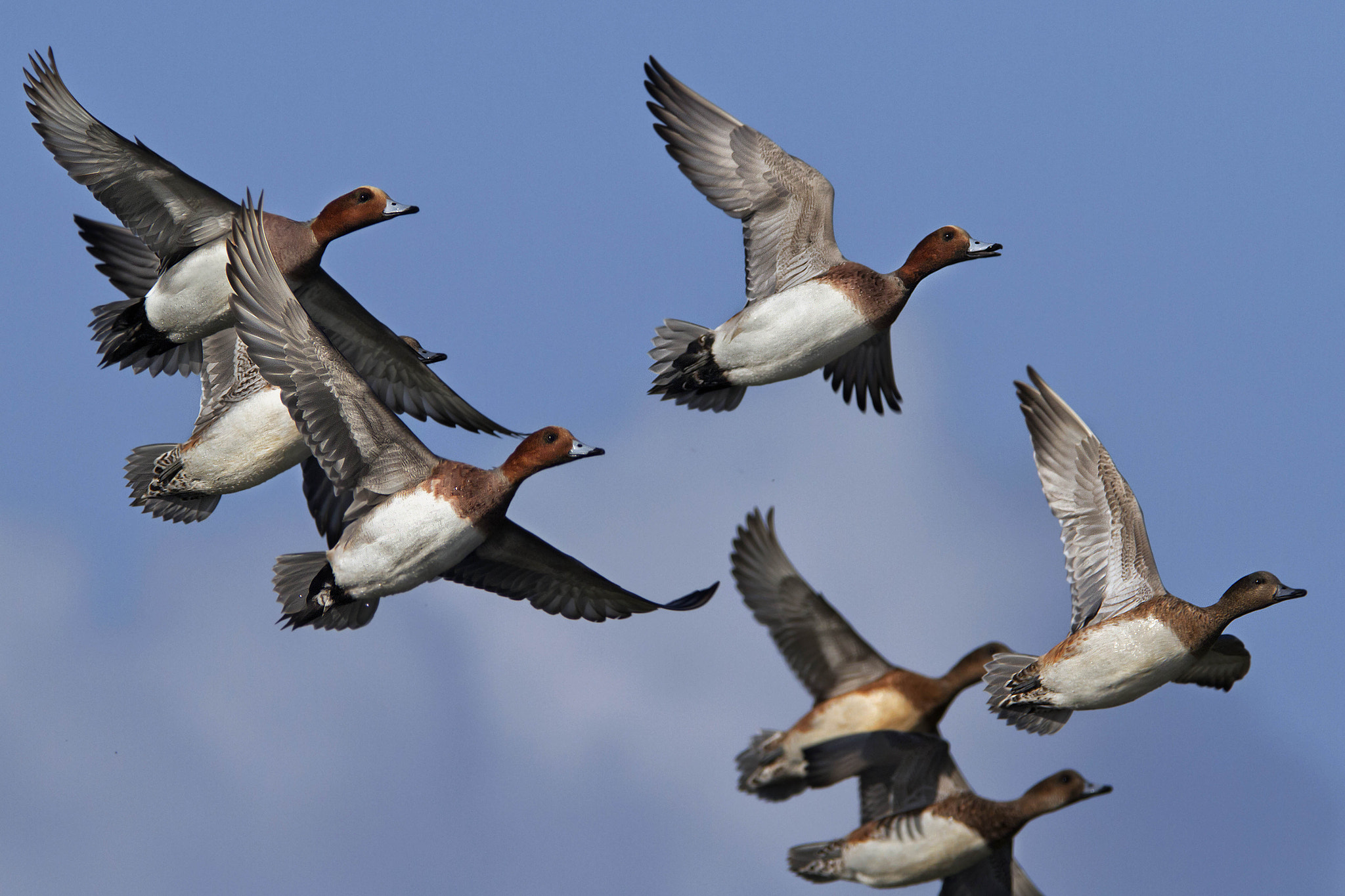 Canon EOS 7D + Canon EF 300mm f/2.8L + 1.4x sample photo. The flight of ducks - widgeons photography