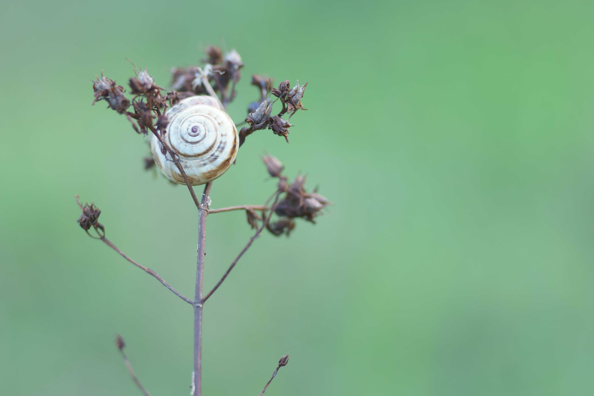 Sony a6000 + Tamron SP AF 90mm F2.8 Di Macro sample photo. Caracol y el verde otoñal photography