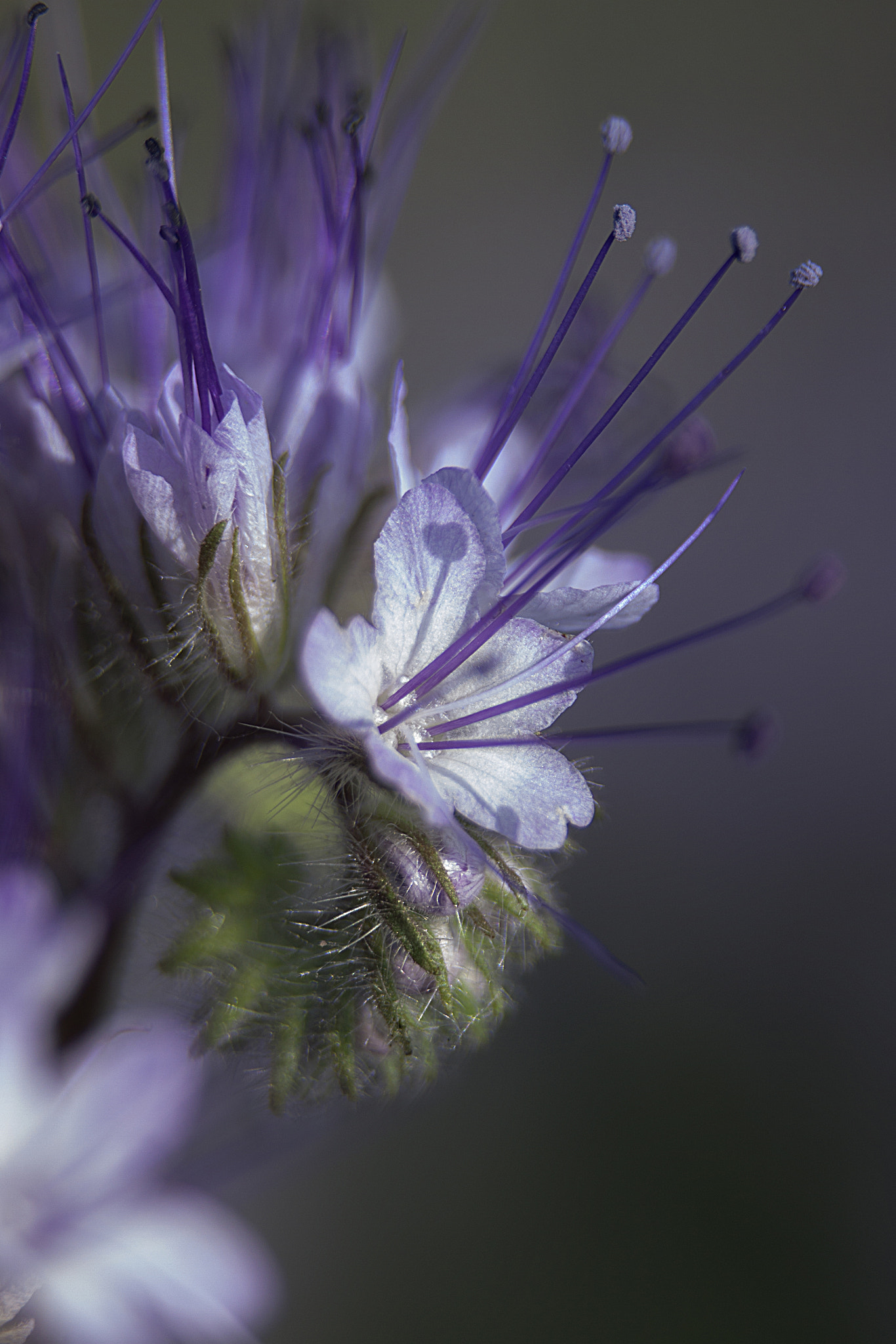 Canon EF 180mm F3.5L Macro USM sample photo. Phacelia tanacetifolia-1 photography