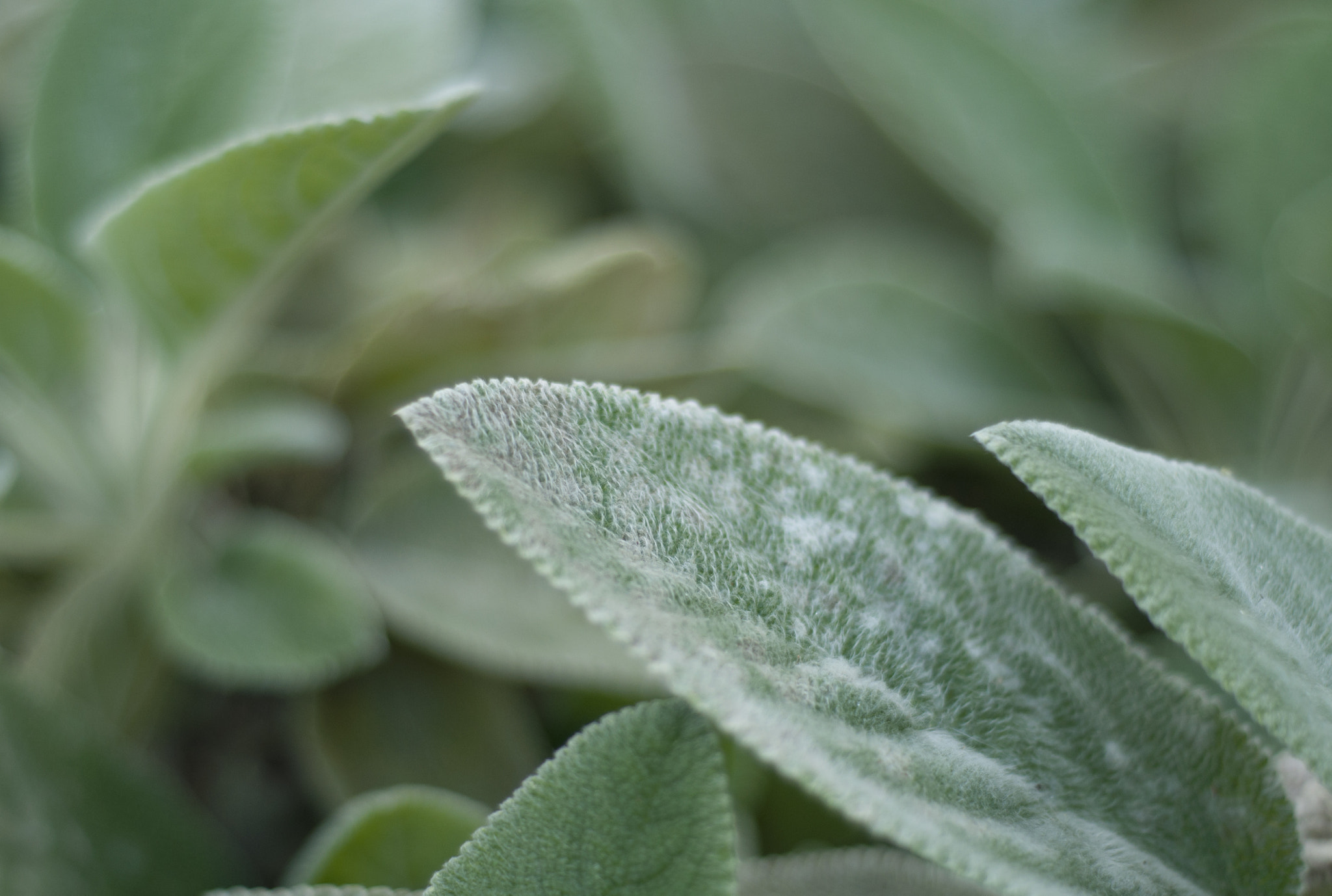 Nikon D90 + AF Nikkor 50mm f/1.8 sample photo. Naturally frosted photography