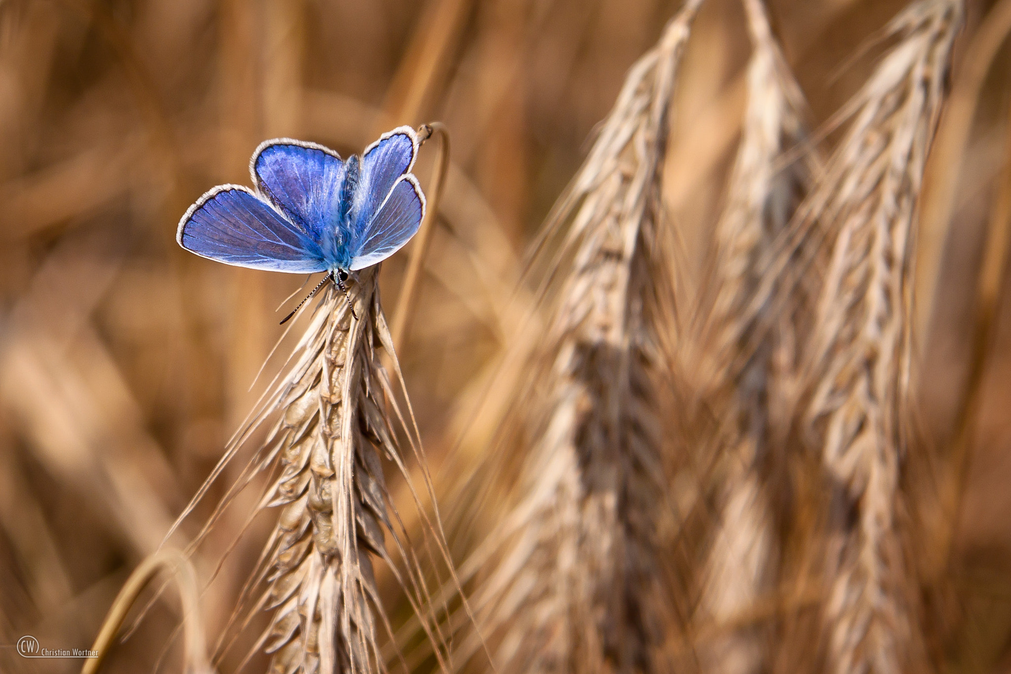 Canon EF-S 17-85mm F4-5.6 IS USM sample photo. Blue butterfly photography