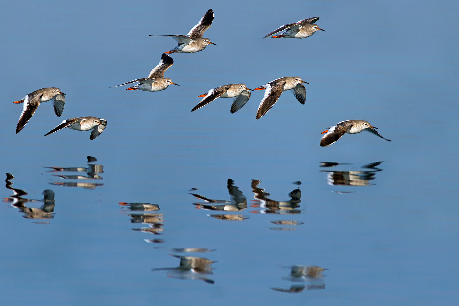 Canon EF 300mm f/2.8L + 1.4x sample photo. Redshanks photography