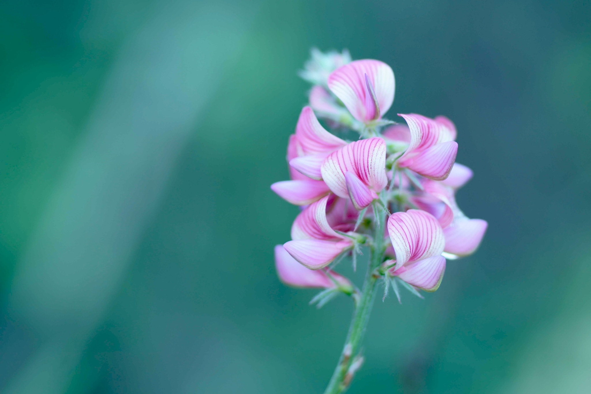 Sony a6000 + Tamron SP AF 90mm F2.8 Di Macro sample photo. Flor de otoño photography