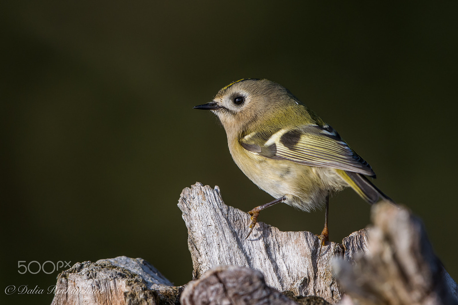 Nikon D7100 + Nikon AF-S Nikkor 500mm F4G ED VR sample photo. Dsc photography