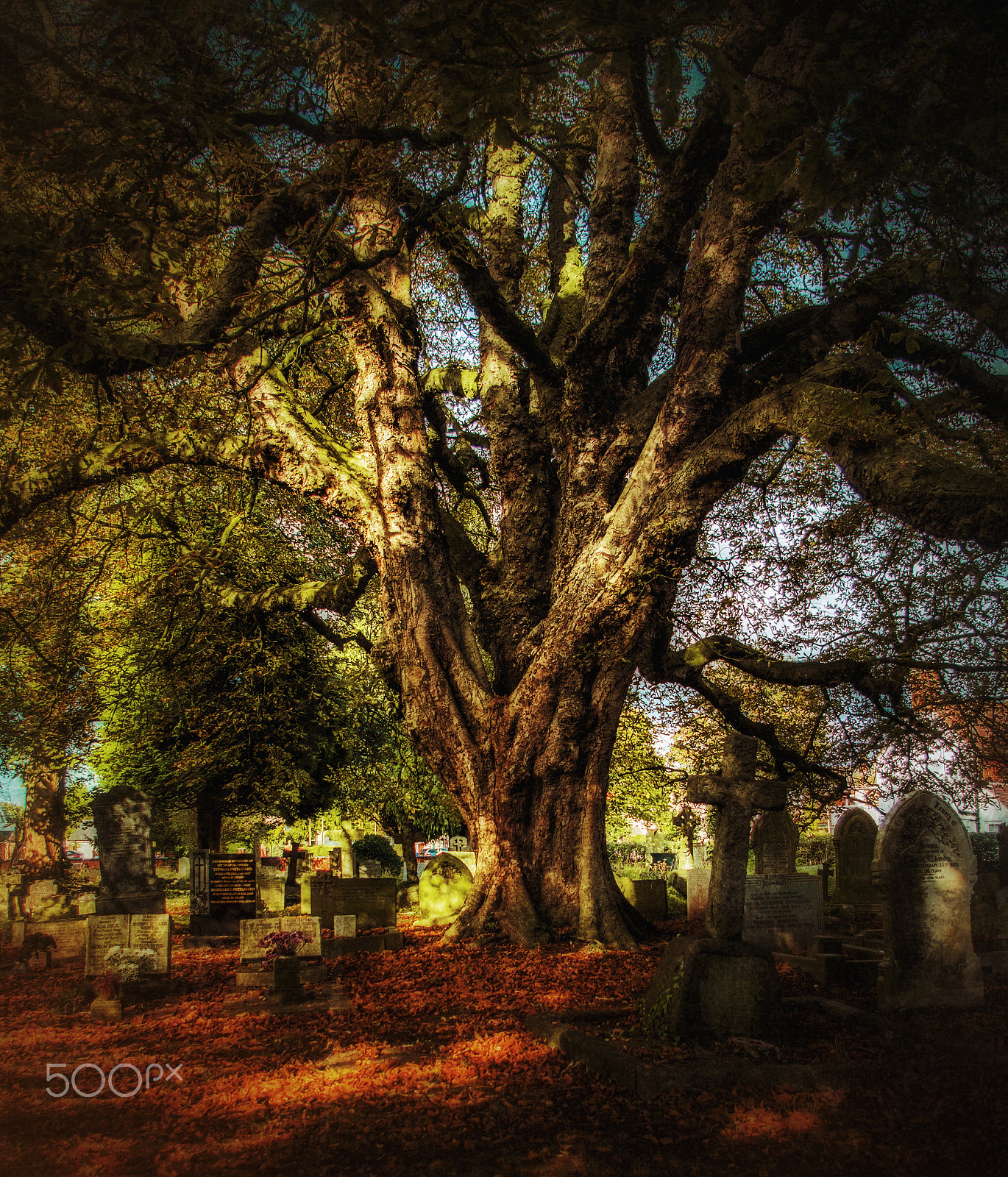 Pentax smc DA 18-55mm F3.5-5.6 AL WR sample photo. The old oak tree photography