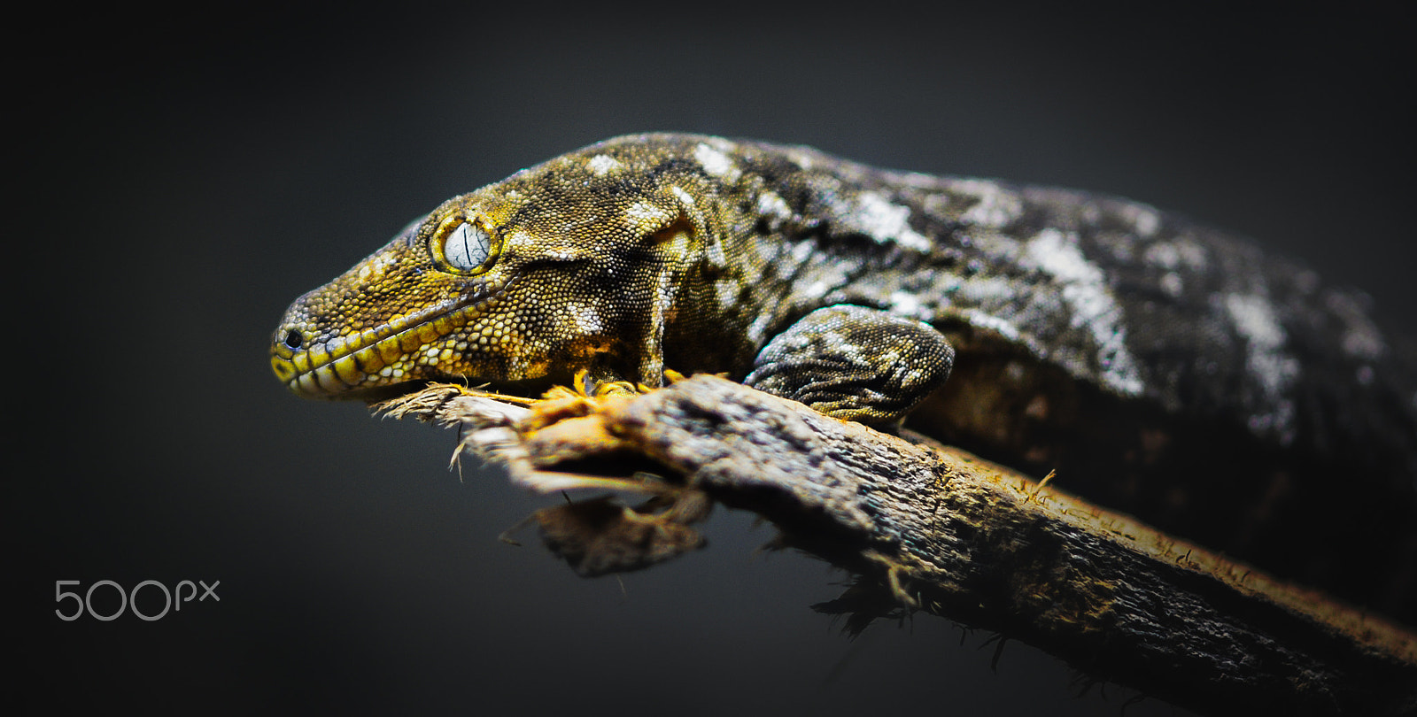 Nikon D7100 + Sigma 85mm F1.4 EX DG HSM sample photo. Green planet lizard photography