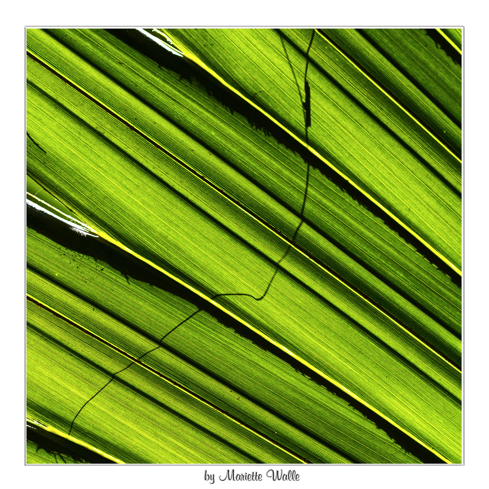Canon EOS 7D + Canon EF 135mm F2L USM sample photo. Shining palmleaves photography