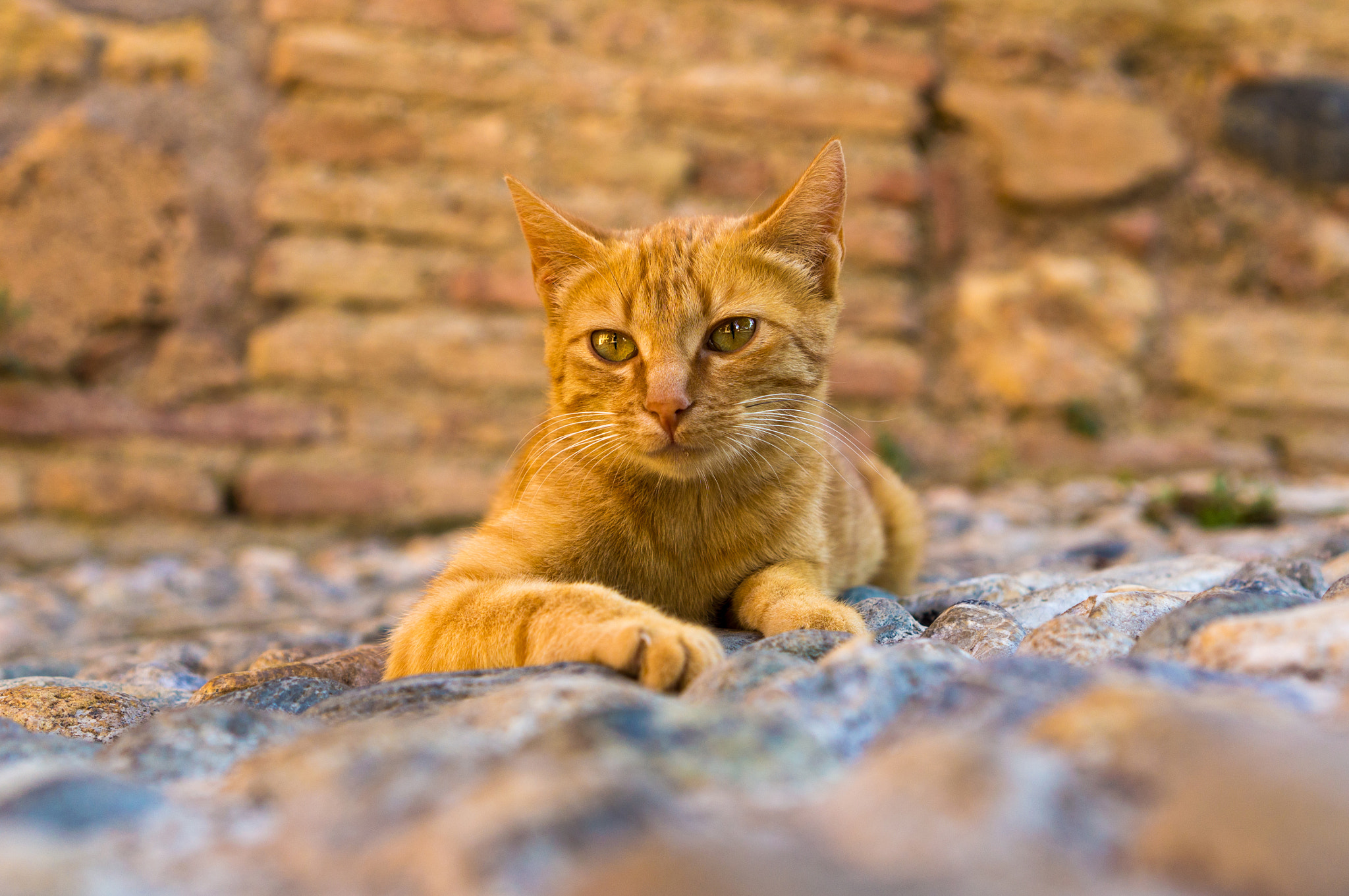 Sony E 35mm F1.8 OSS sample photo. Spain. granada. cat. photography