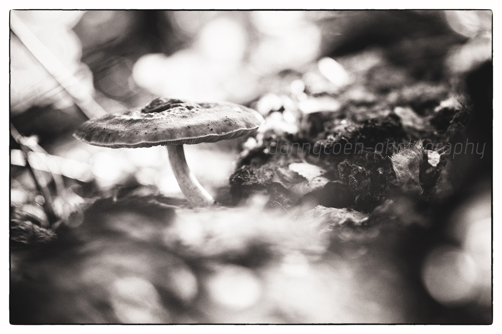 Nikon D3S sample photo. Mushroom. photography
