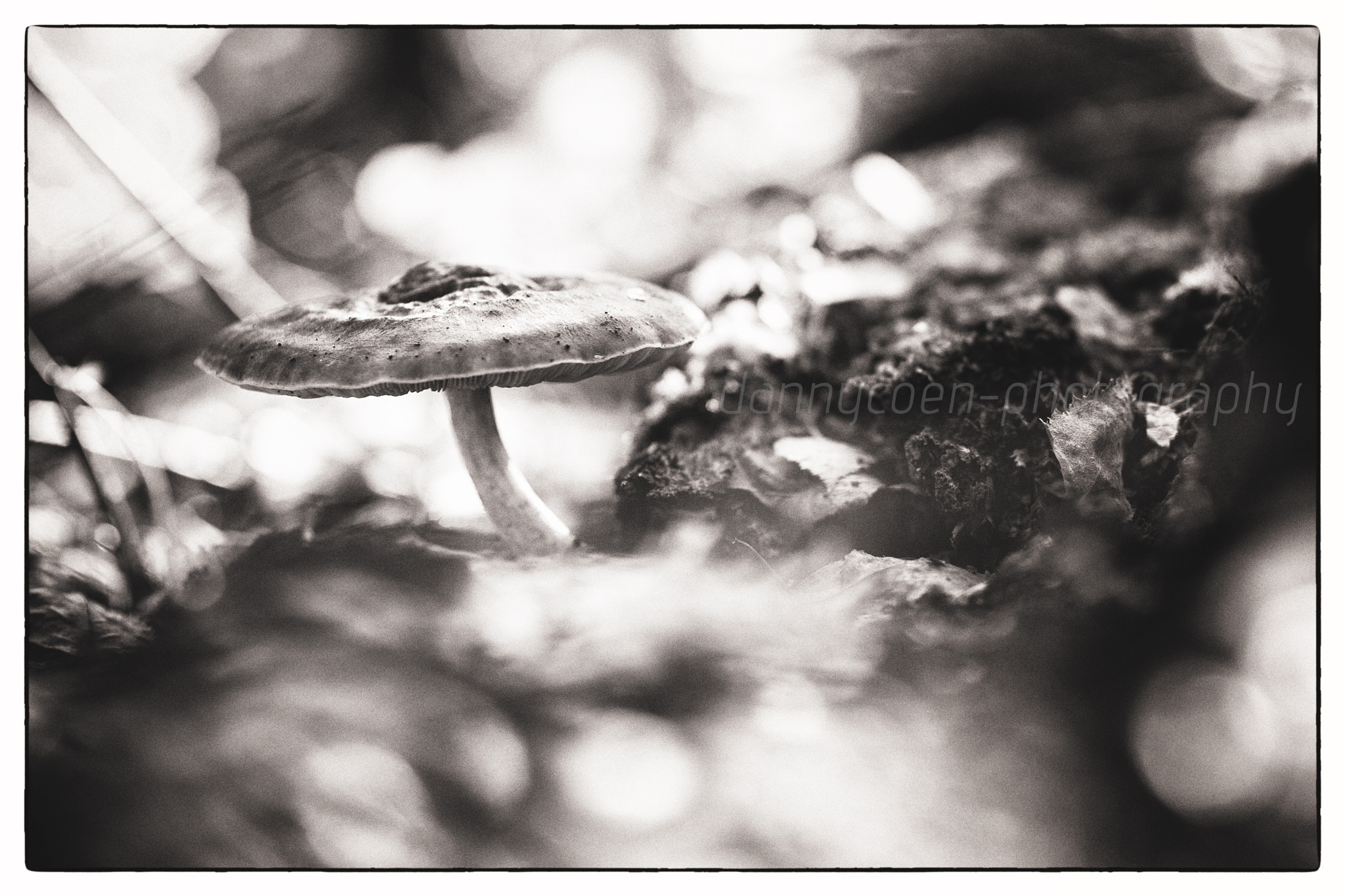 Nikon D3S + Sigma 85mm F1.4 EX DG HSM sample photo. Mushroom. photography