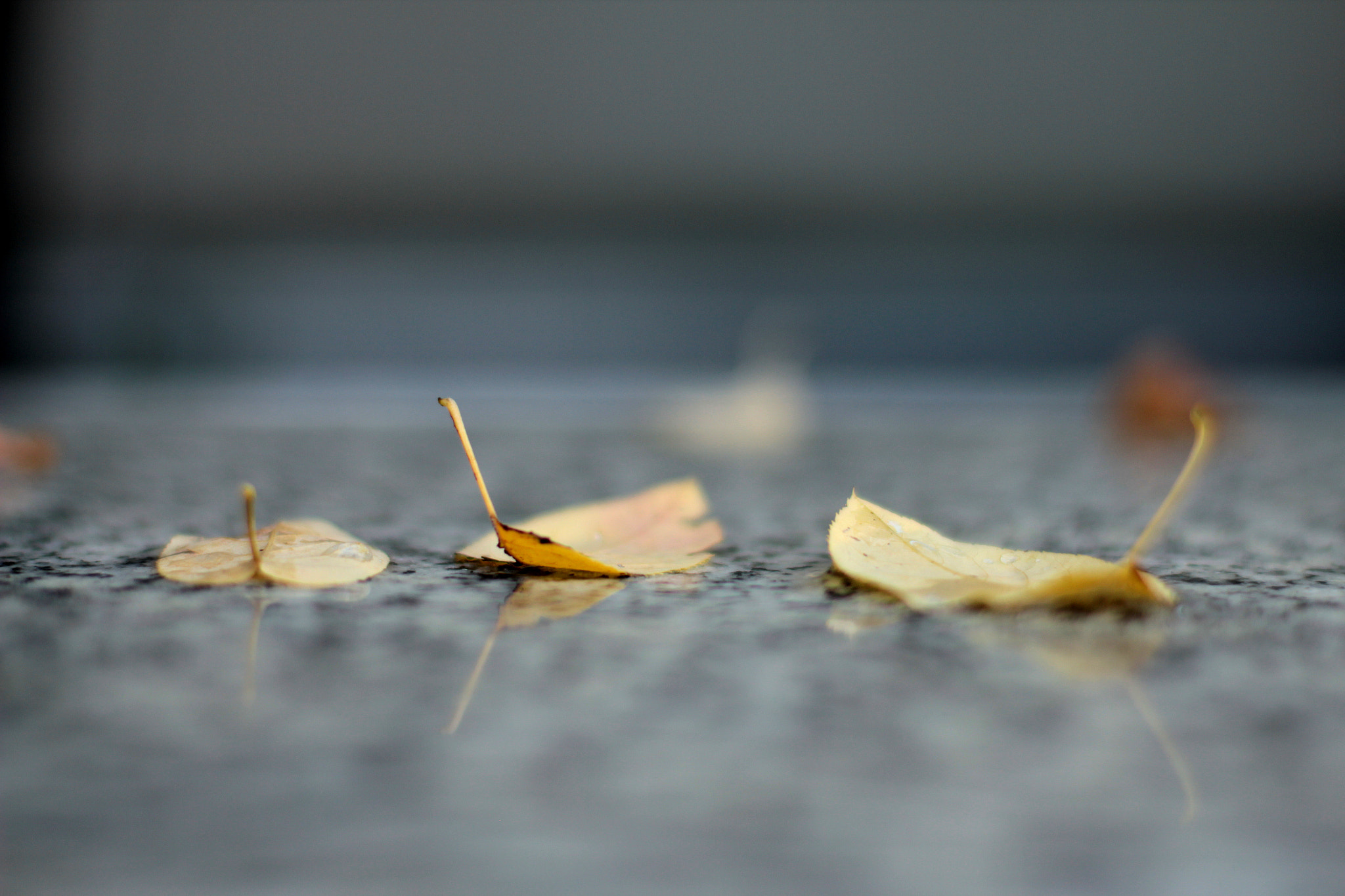 Canon EOS 550D (EOS Rebel T2i / EOS Kiss X4) sample photo. Fallen photography