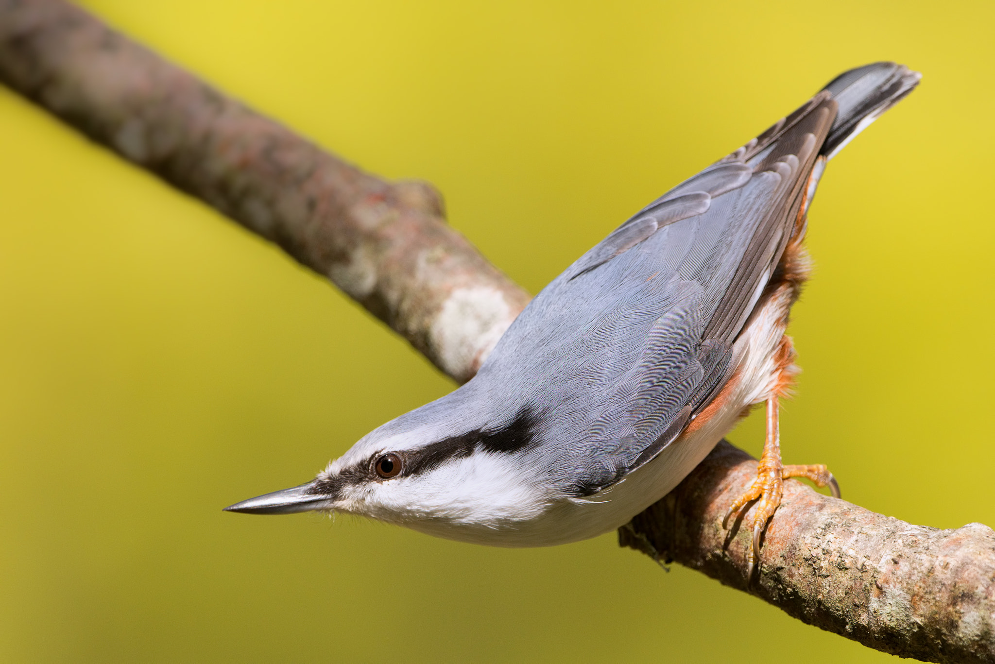 Nikon D800E + Nikon AF-S Nikkor 500mm F4G ED VR sample photo. Eurasian nuthatch photography