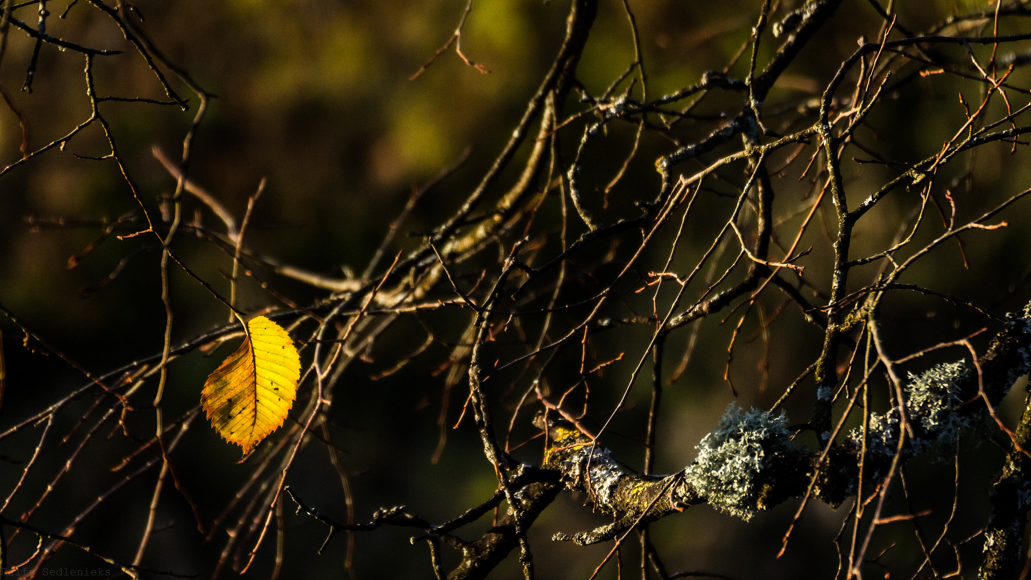 Tamron SP 35mm F1.8 Di VC USD sample photo. Hang in there photography