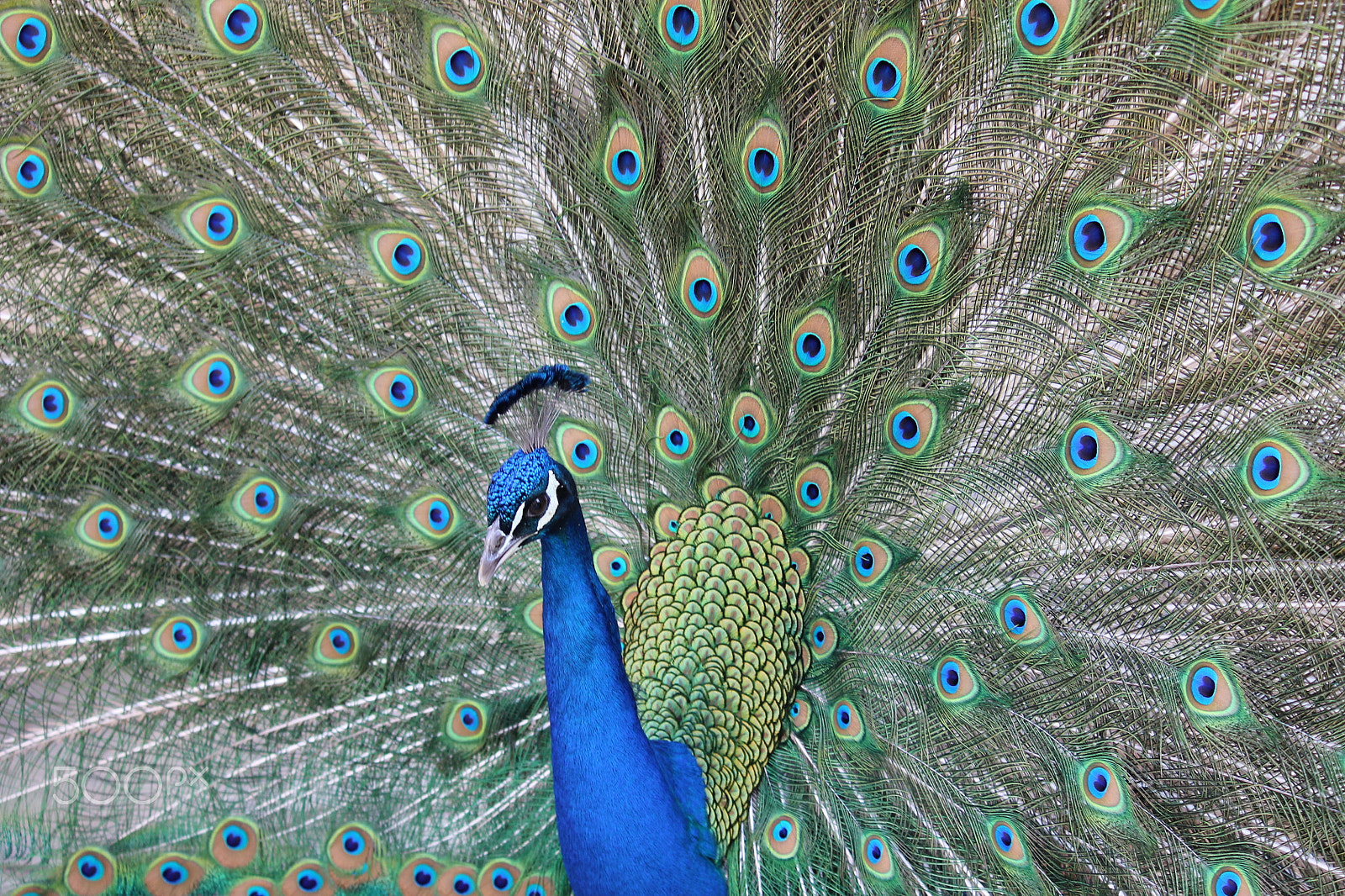 Canon EF-S 55-250mm F4-5.6 IS sample photo. Pretty as a peacock photography