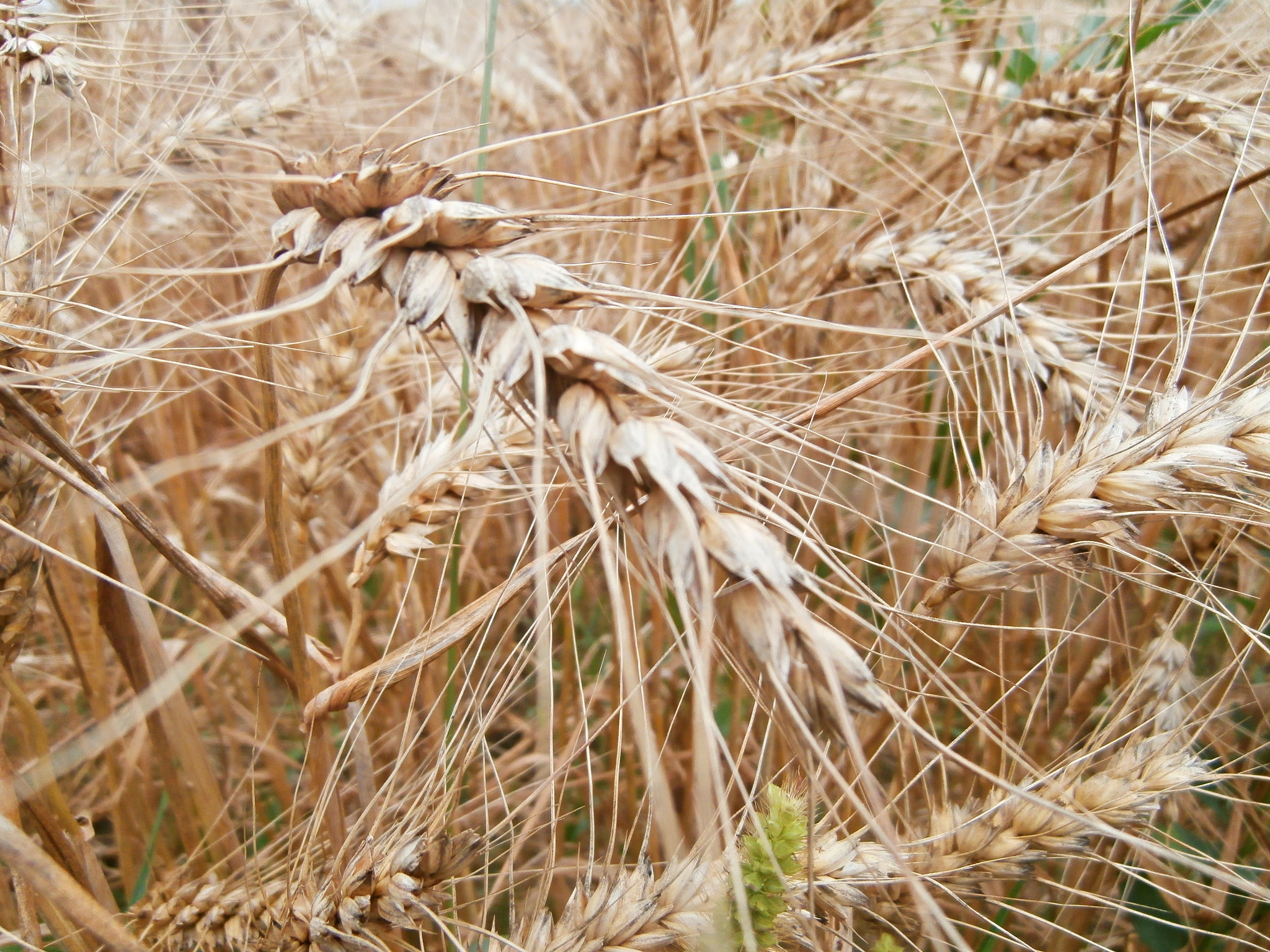 Olympus VR350,D755 sample photo. Wheat photography