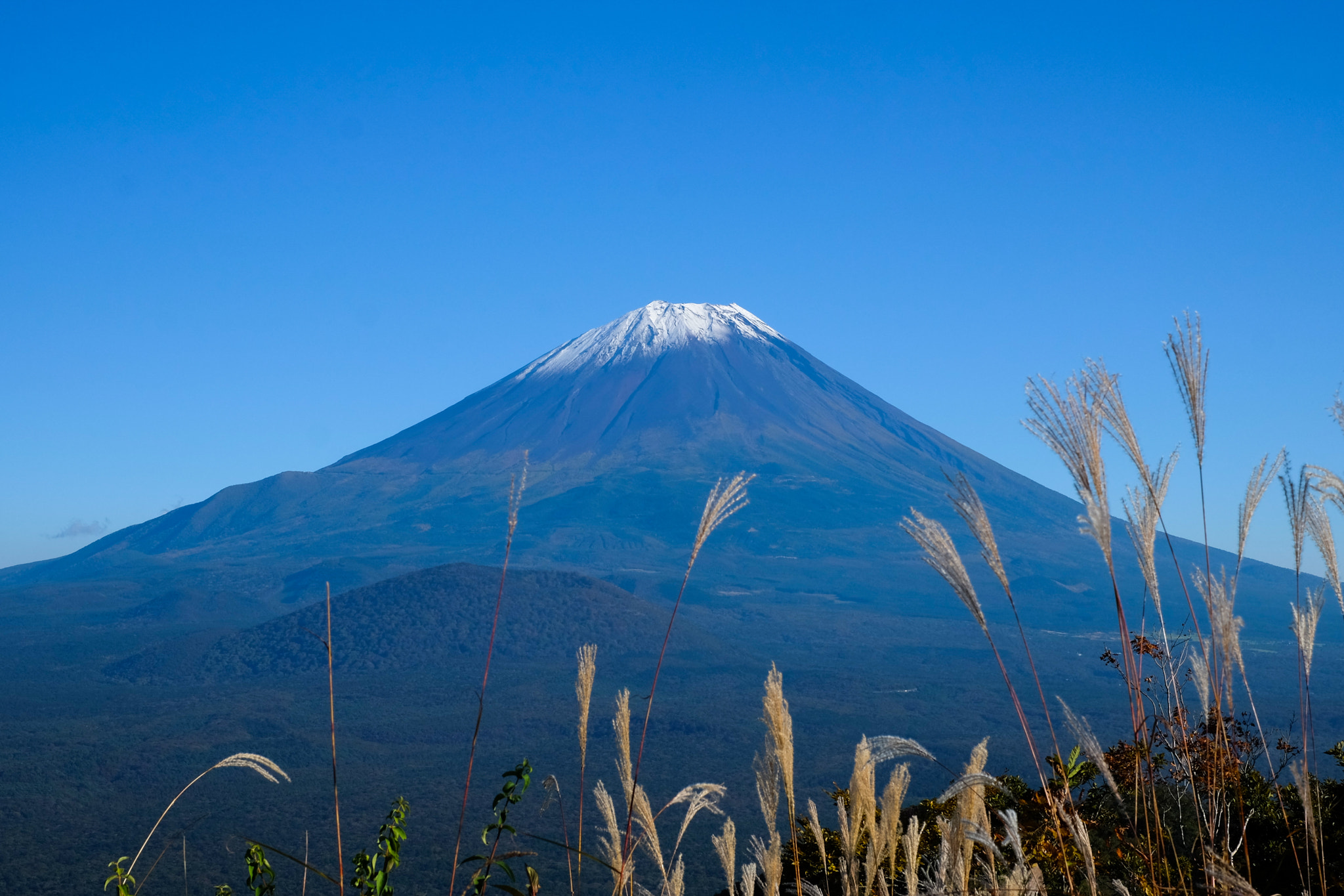 Fujifilm X-M1 + Fujifilm XF 35mm F1.4 R sample photo. Japanese pampas grass and fuji photography