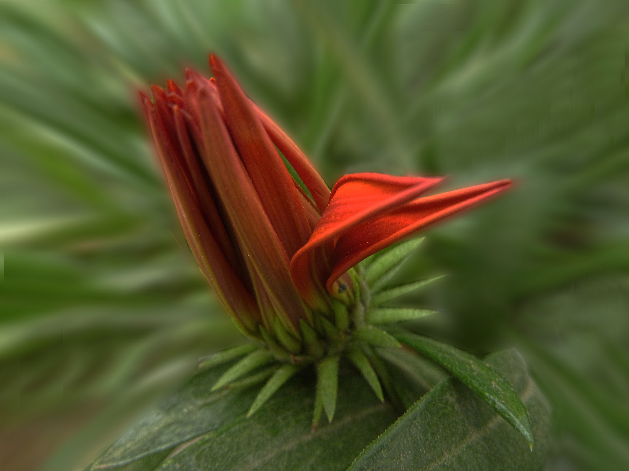 Panasonic Lumix DMC-ZS5 (Lumix DMC-TZ8) sample photo. Gracias a la vida photography