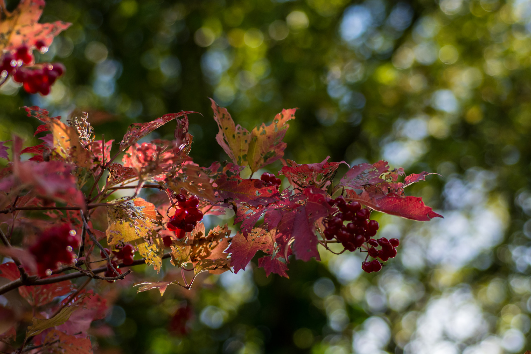 Nikon D7100 + AF Micro-Nikkor 60mm f/2.8 sample photo. A flash of scarlet. photography