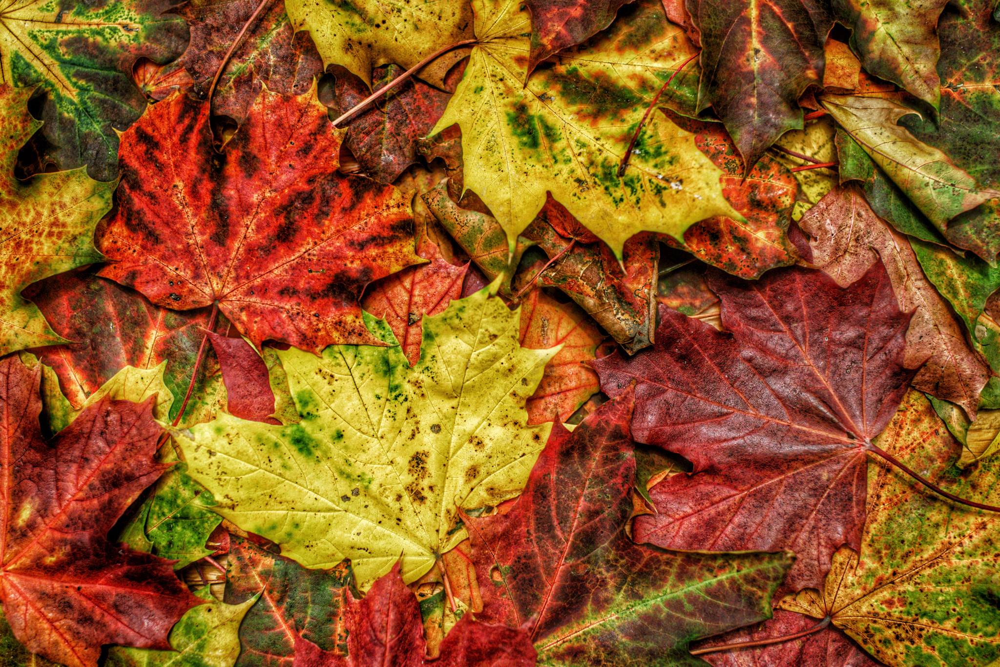 Sony Cyber-shot DSC-RX1R + Sony 35mm F2.0 sample photo. Fall photography