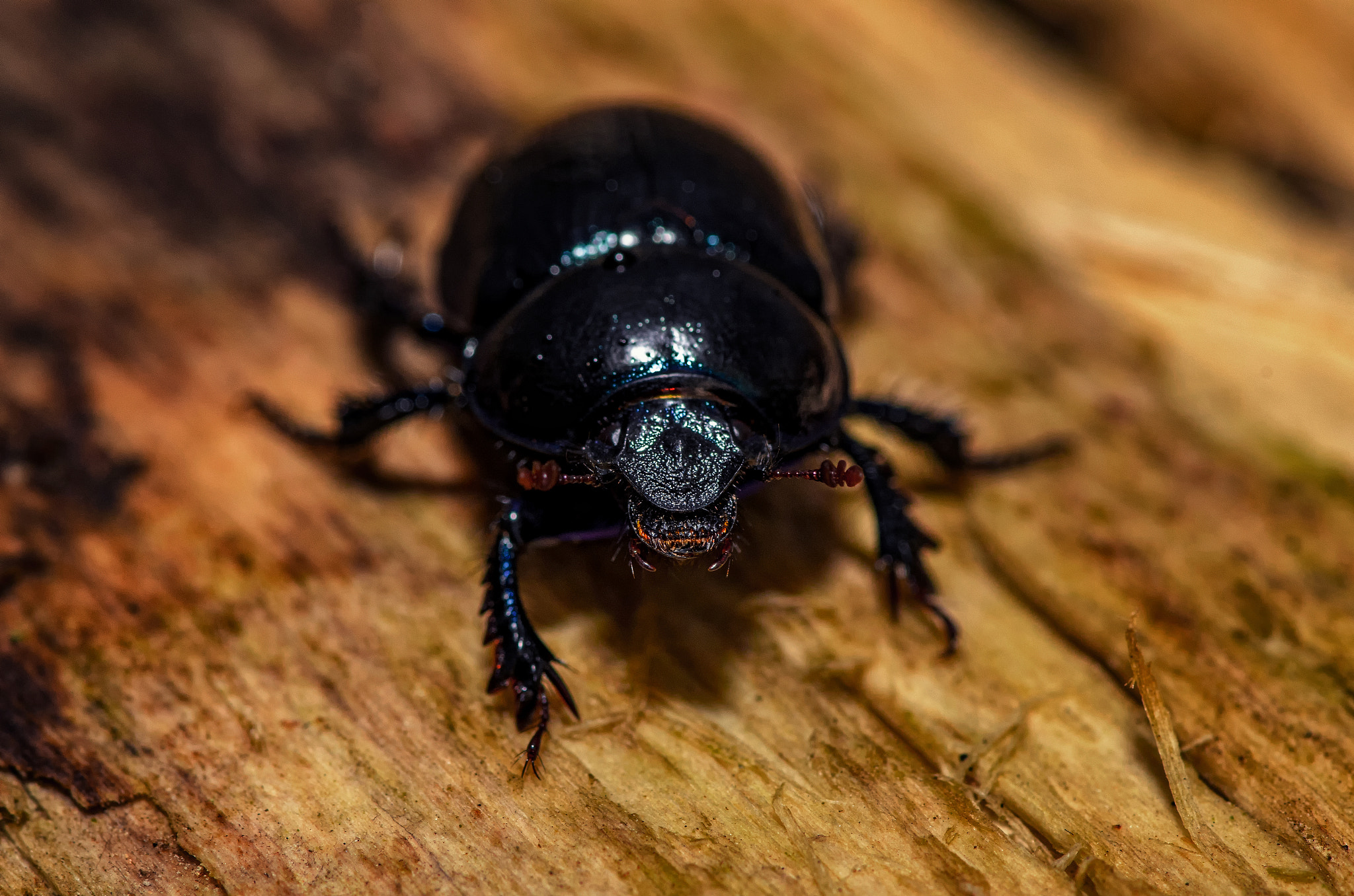 Tokina AT-X Pro 100mm F2.8 Macro sample photo. Crawling into frame photography