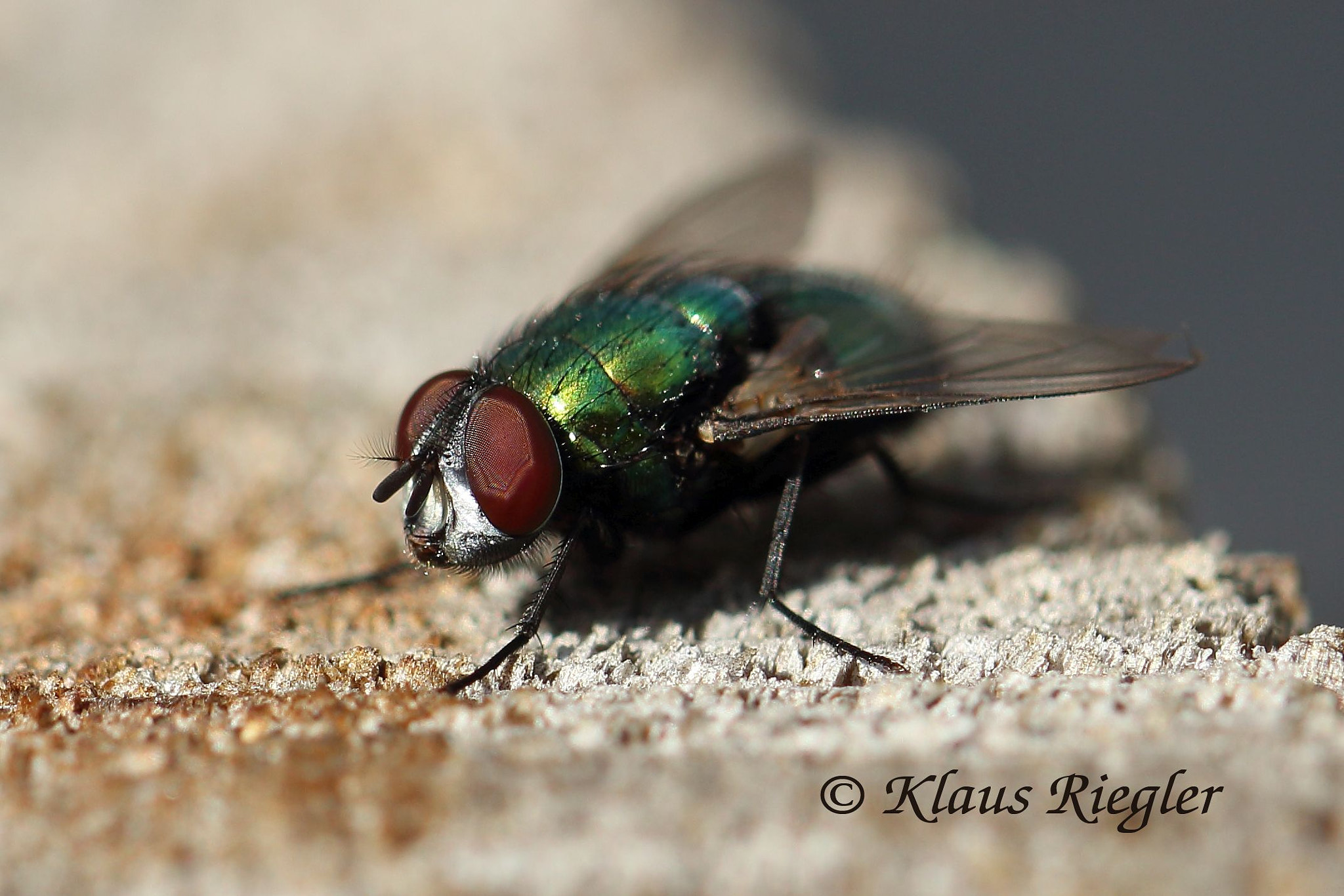 Canon EF 100mm F2.8L Macro IS USM sample photo. Mosquito photography