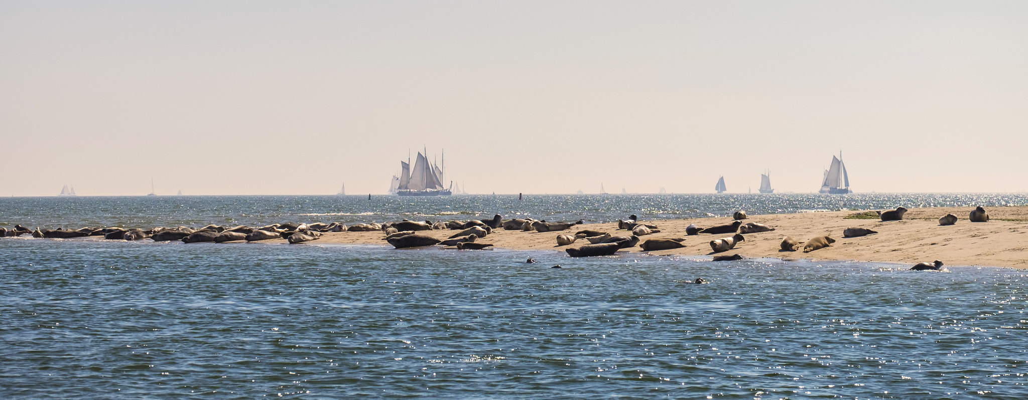 Fujifilm X-T1 + Fujifilm XC 50-230mm F4.5-6.7 OIS sample photo. Seagull photography