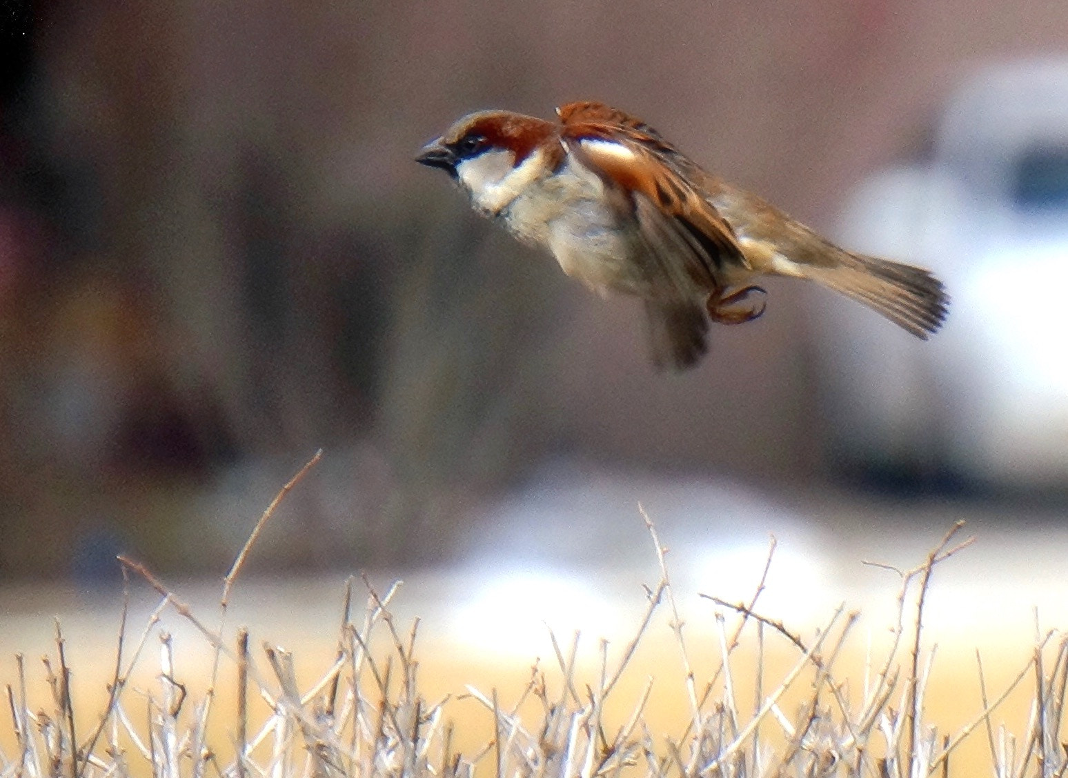 Sony E 55-210mm F4.5-6.3 OSS sample photo. Sparrow in flight photography