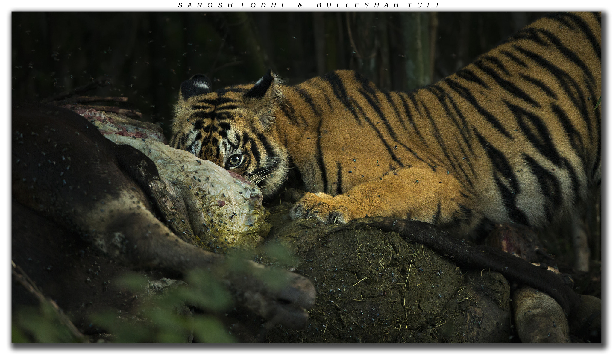 Canon EF 400mm F2.8L IS USM sample photo. I'll be watching you photography