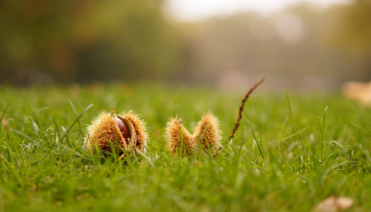Sony a7 + Sony Sonnar T* FE 55mm F1.8 ZA sample photo. Chestnuts. photography