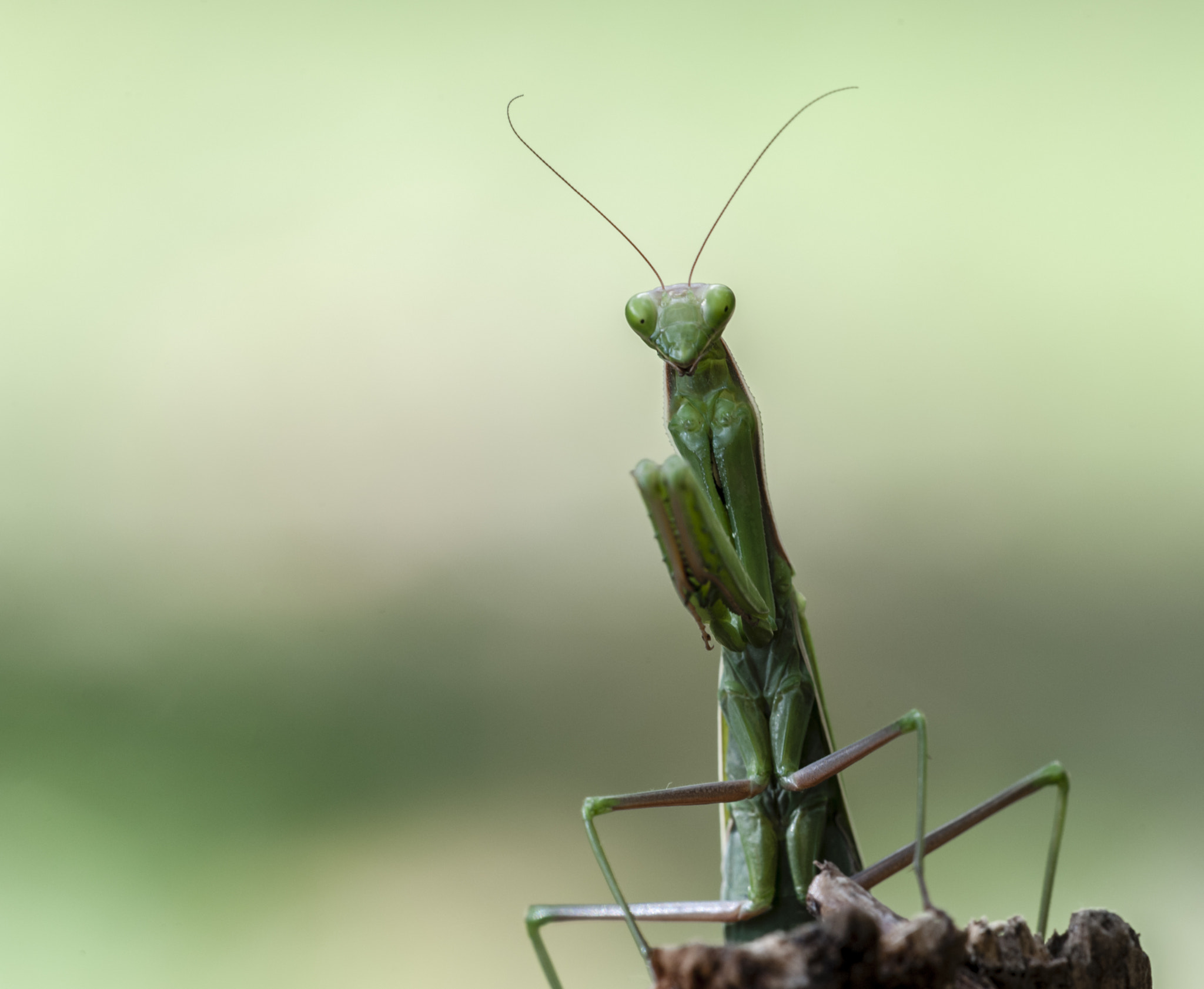 Sigma APO Macro 180mm F3.5 EX DG HSM sample photo. Mantis photography