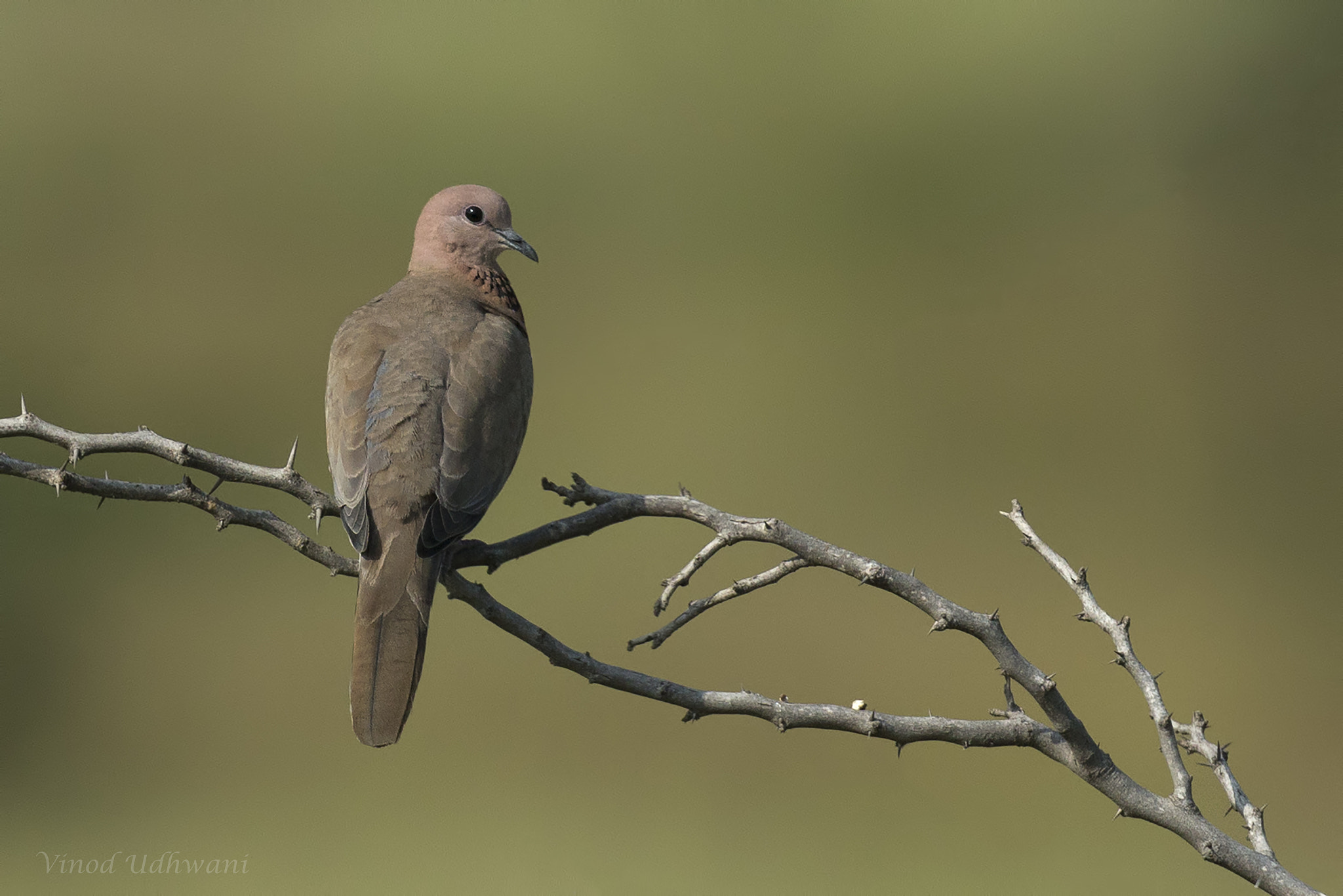 Canon EF 500mm F4L IS II USM sample photo. Laughing dove photography