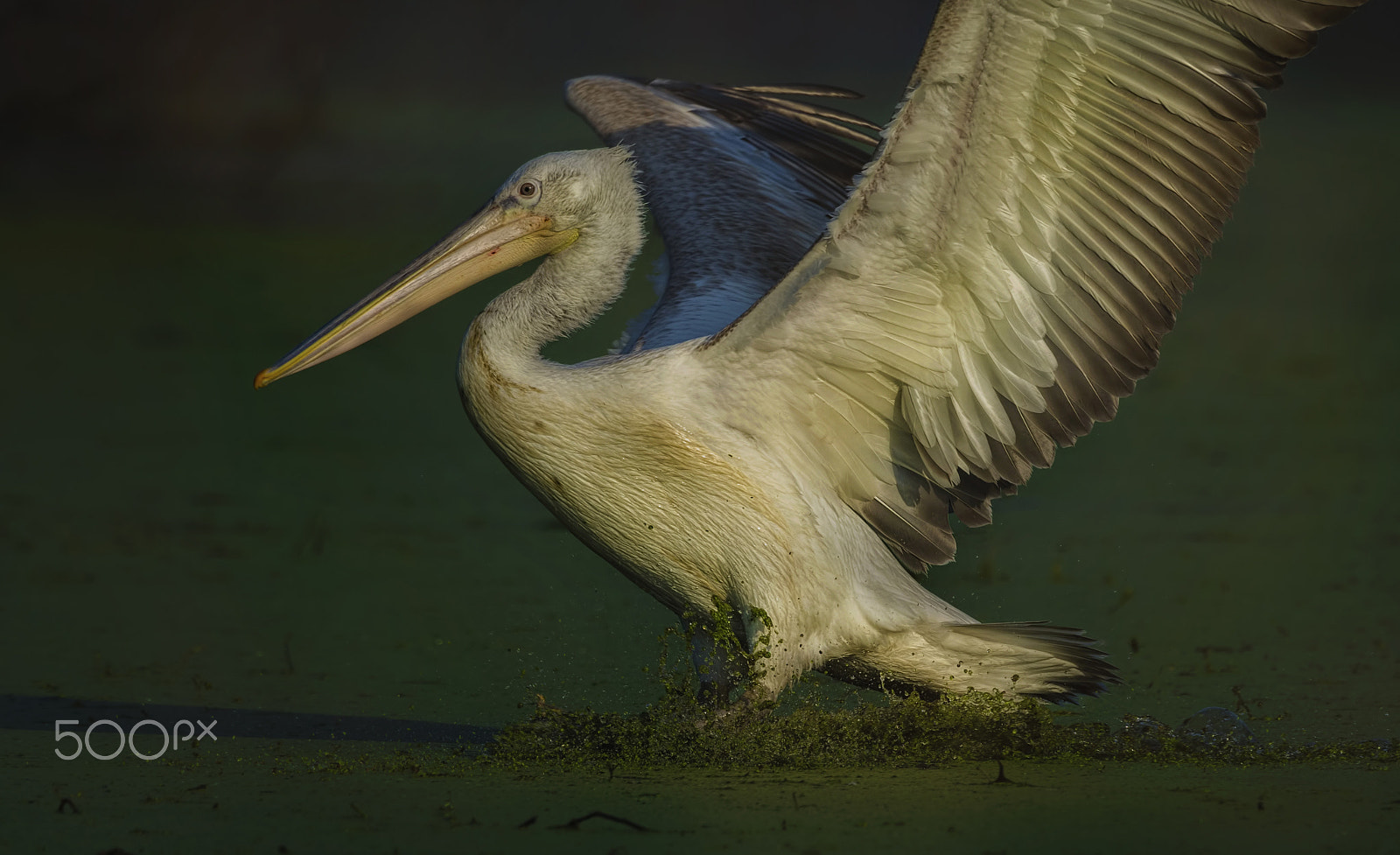 Nikon D7000 + Nikon AF-S Nikkor 500mm F4G ED VR sample photo. Dalmatian pelican photography