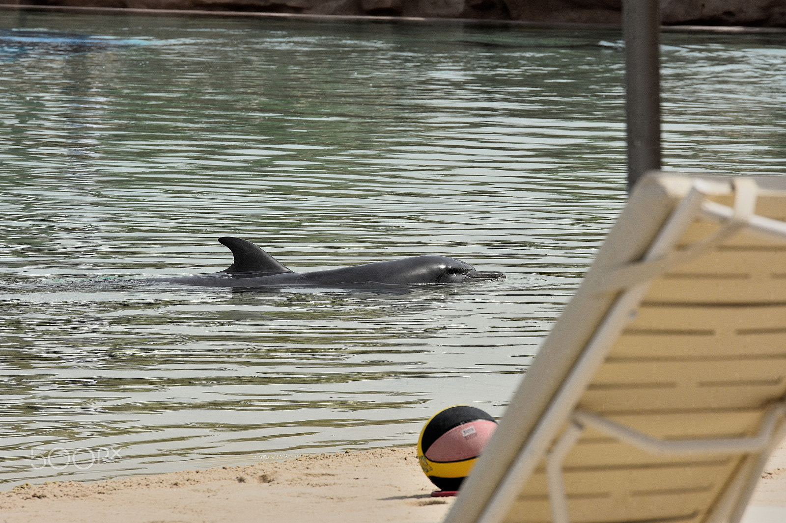 Tamron SP 70-200mm F2.8 Di VC USD sample photo. Dolphin photography
