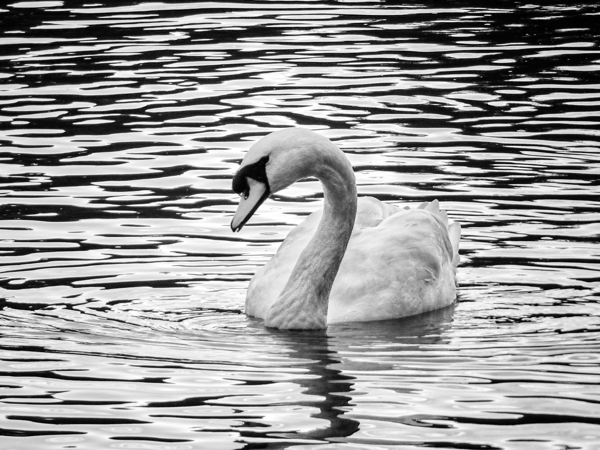Sony DSC-HX90 + Sony 24-720mm F3.5-6.4 sample photo. White swan photography