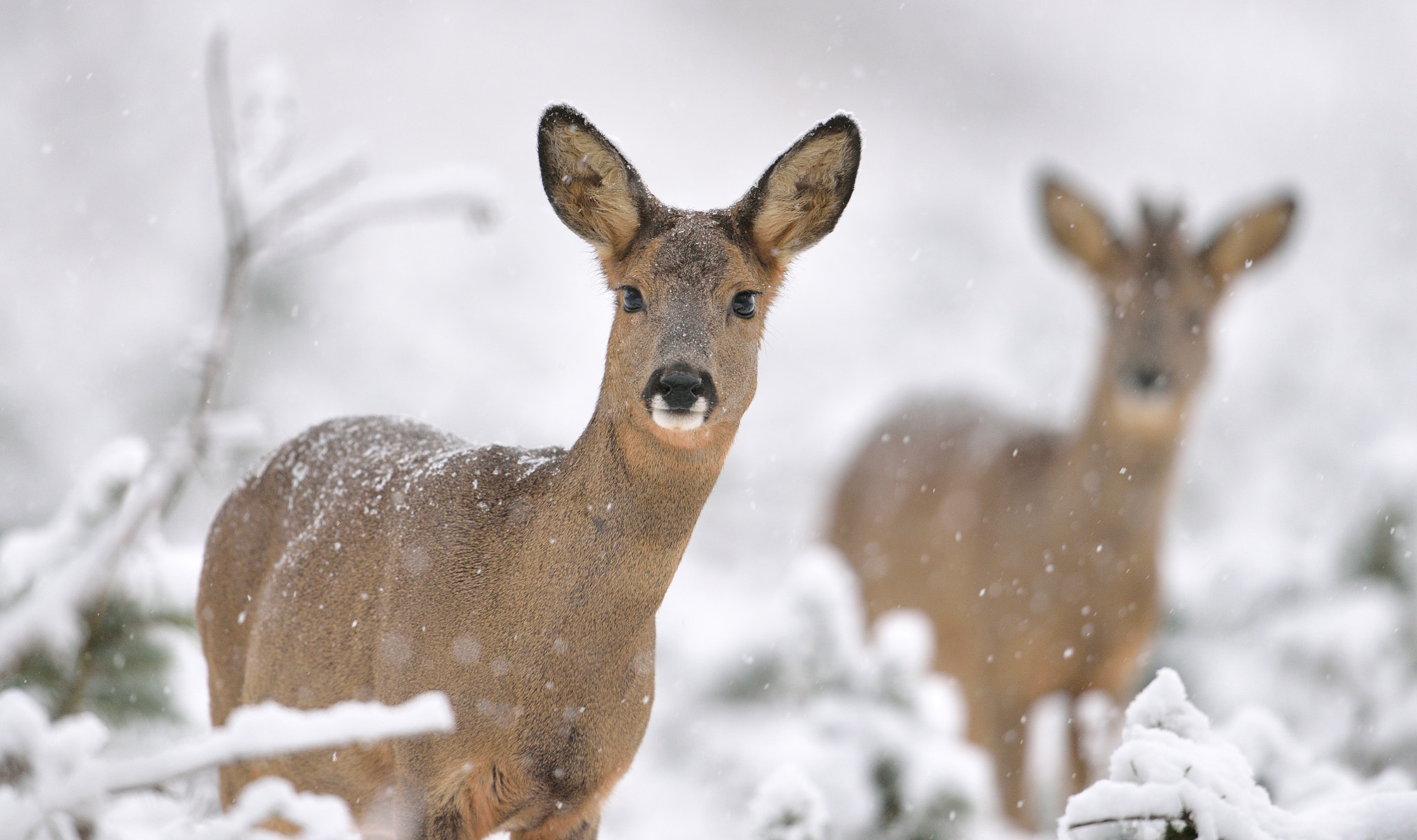 Nikon D610 + Nikon AF-S Nikkor 600mm F4G ED VR sample photo. Chevreuils photography