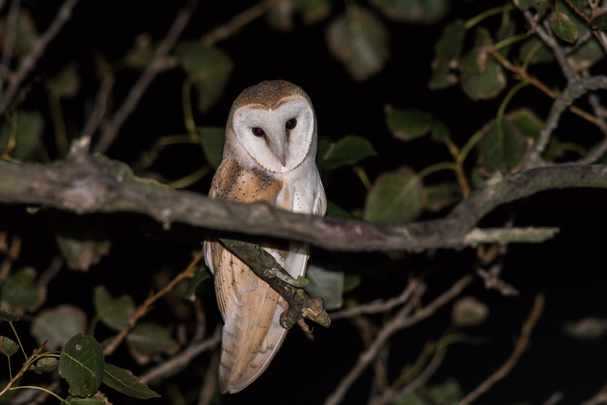 Sony 300mm F2.8 G SSM II sample photo. Barn owl photography