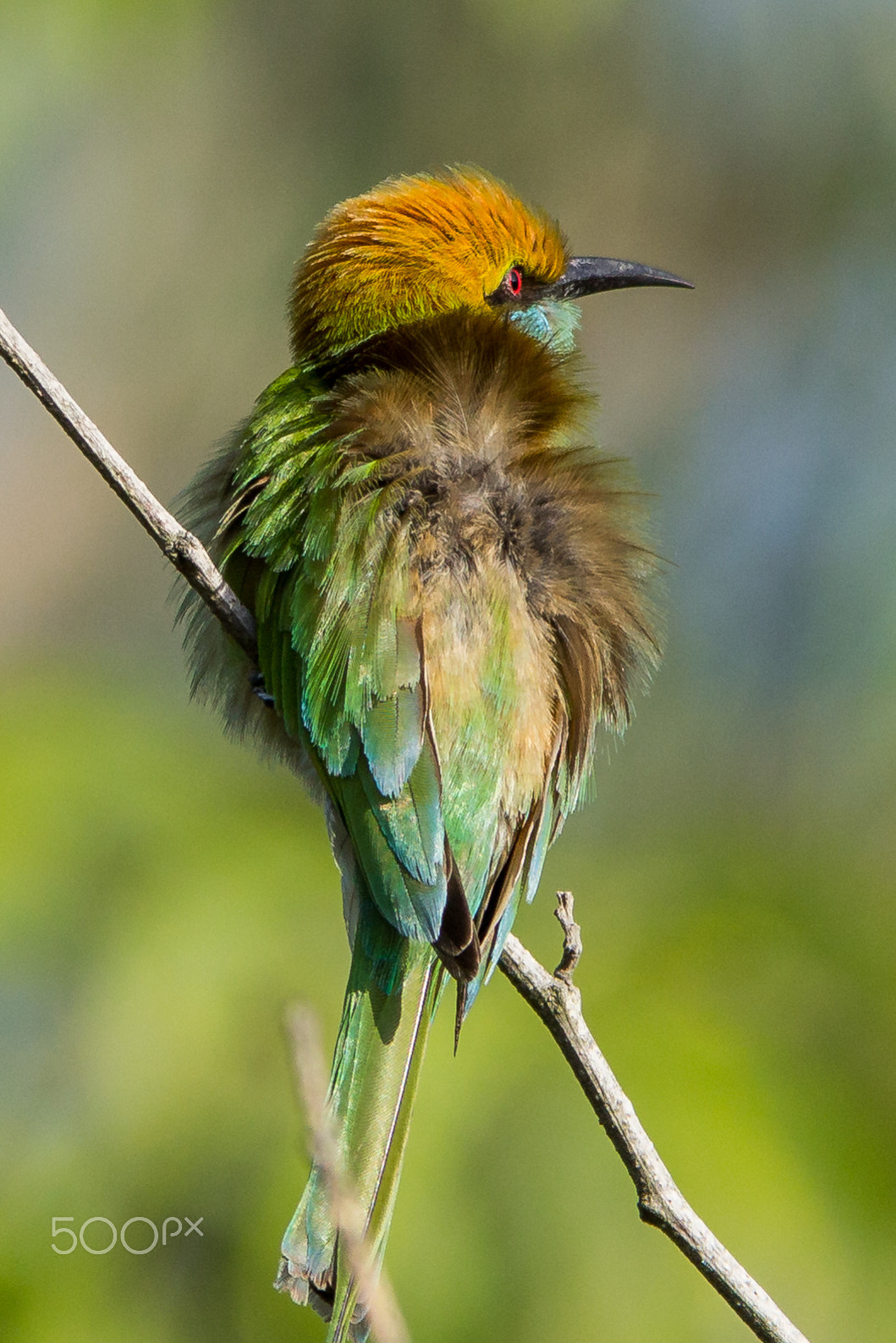 Sigma 150-500mm F5-6.3 DG OS HSM sample photo. Green bee-eater photography