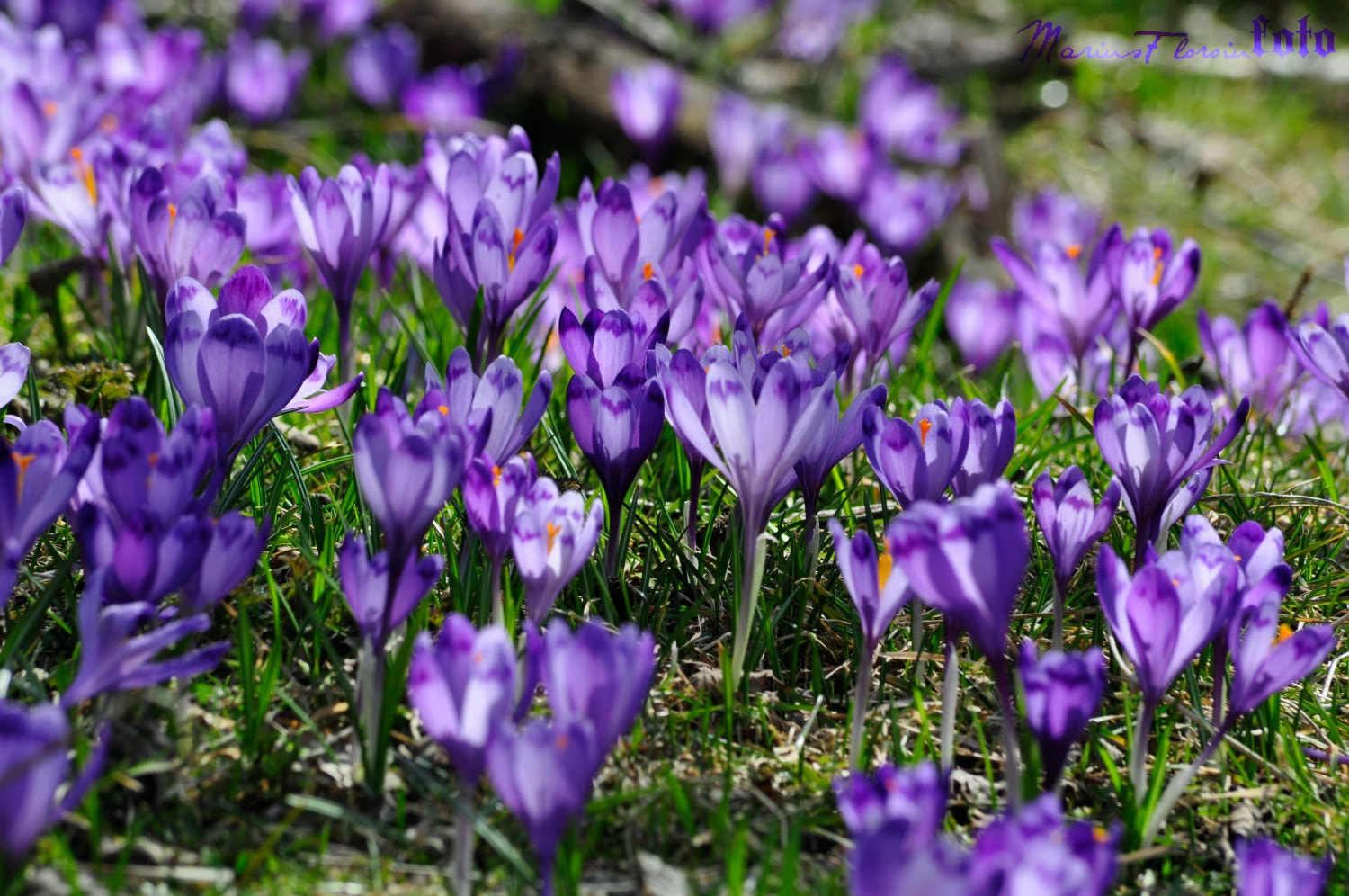 Nikon D5000 sample photo. Dsc photography