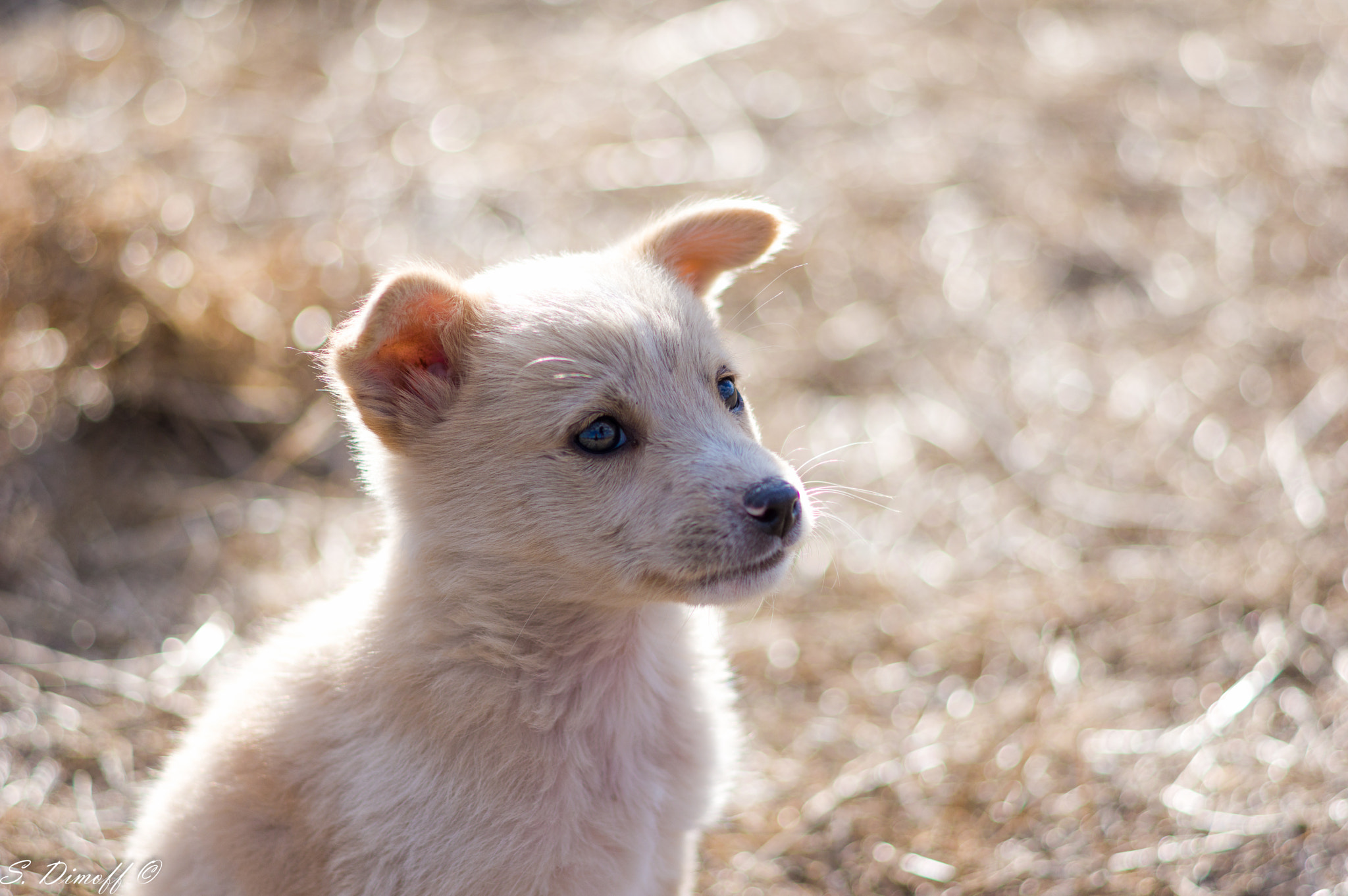 Pentax K-3 II sample photo. Little cuttie  photography