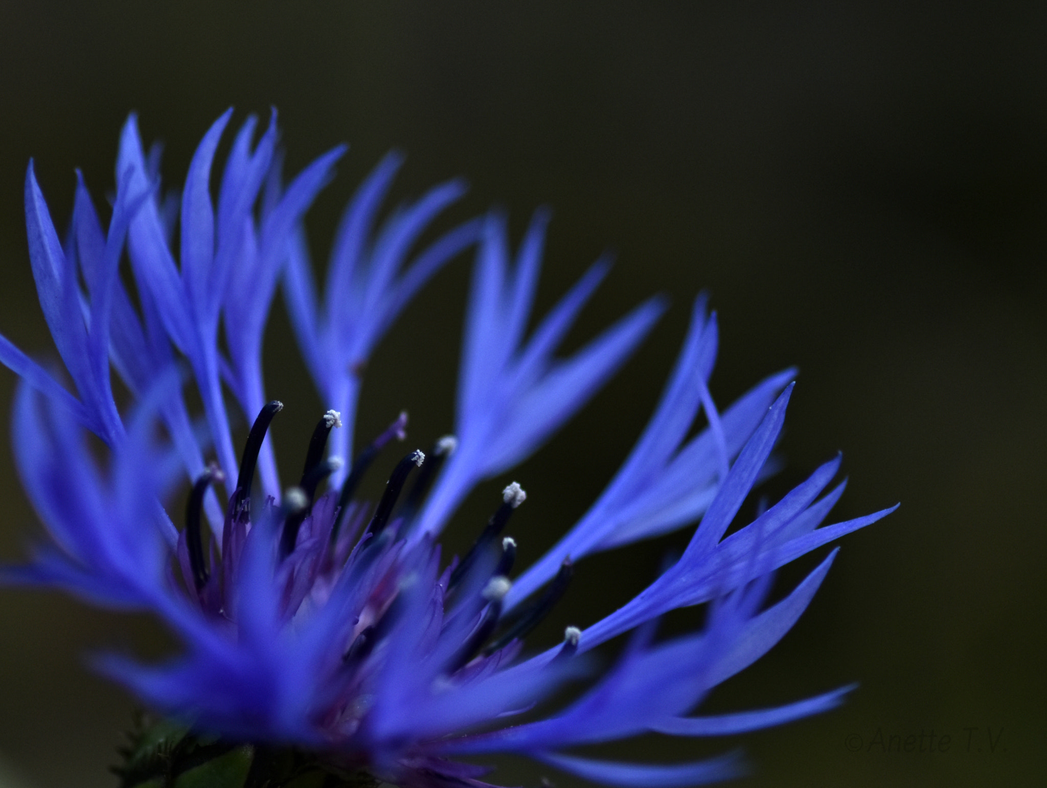 Nikon AF-S Micro-Nikkor 105mm F2.8G IF-ED VR sample photo. Blue october.. photography