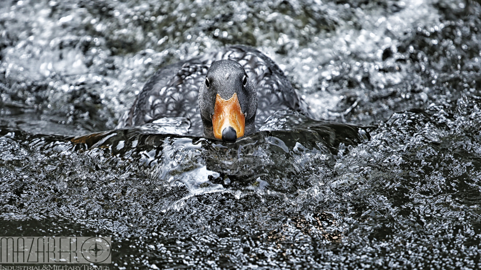 Canon EF 100-400mm F4.5-5.6L IS USM sample photo. Kaczka photography