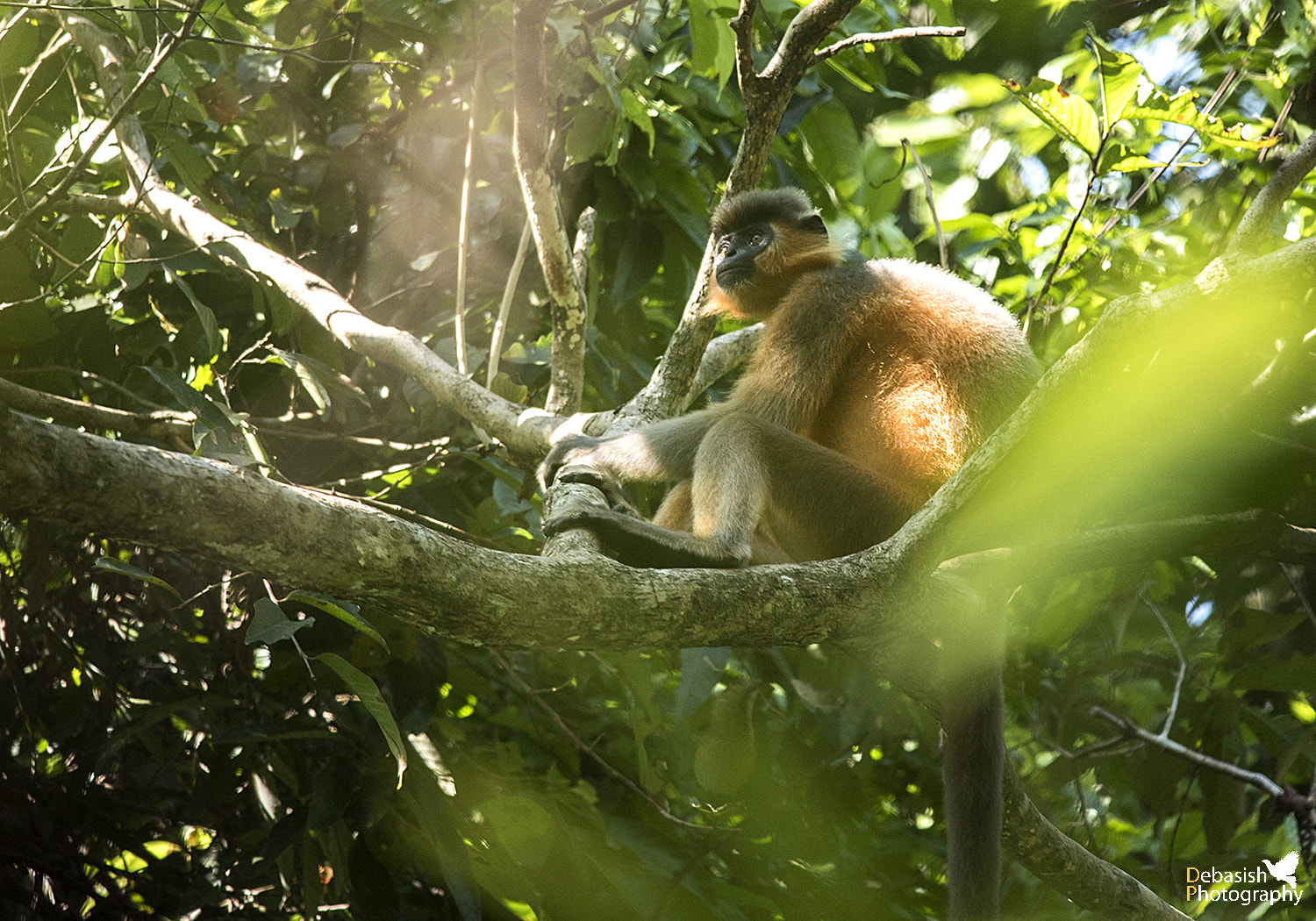 Nikon D750 + Nikon AF-S Nikkor 300mm F4D ED-IF sample photo. Capped langur (trachypithecus pileatus) photography