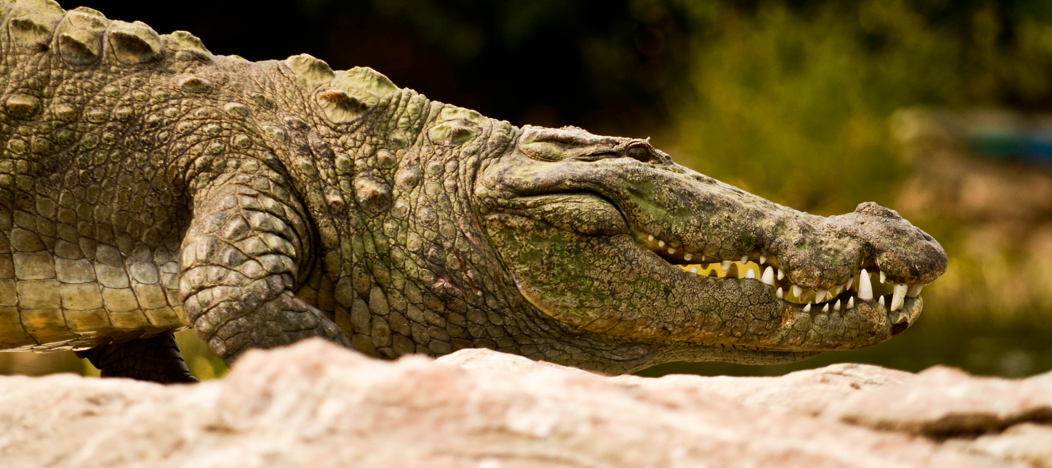 Nikon AF-Nikkor 80-200mm F2.8D ED sample photo. Beast photography
